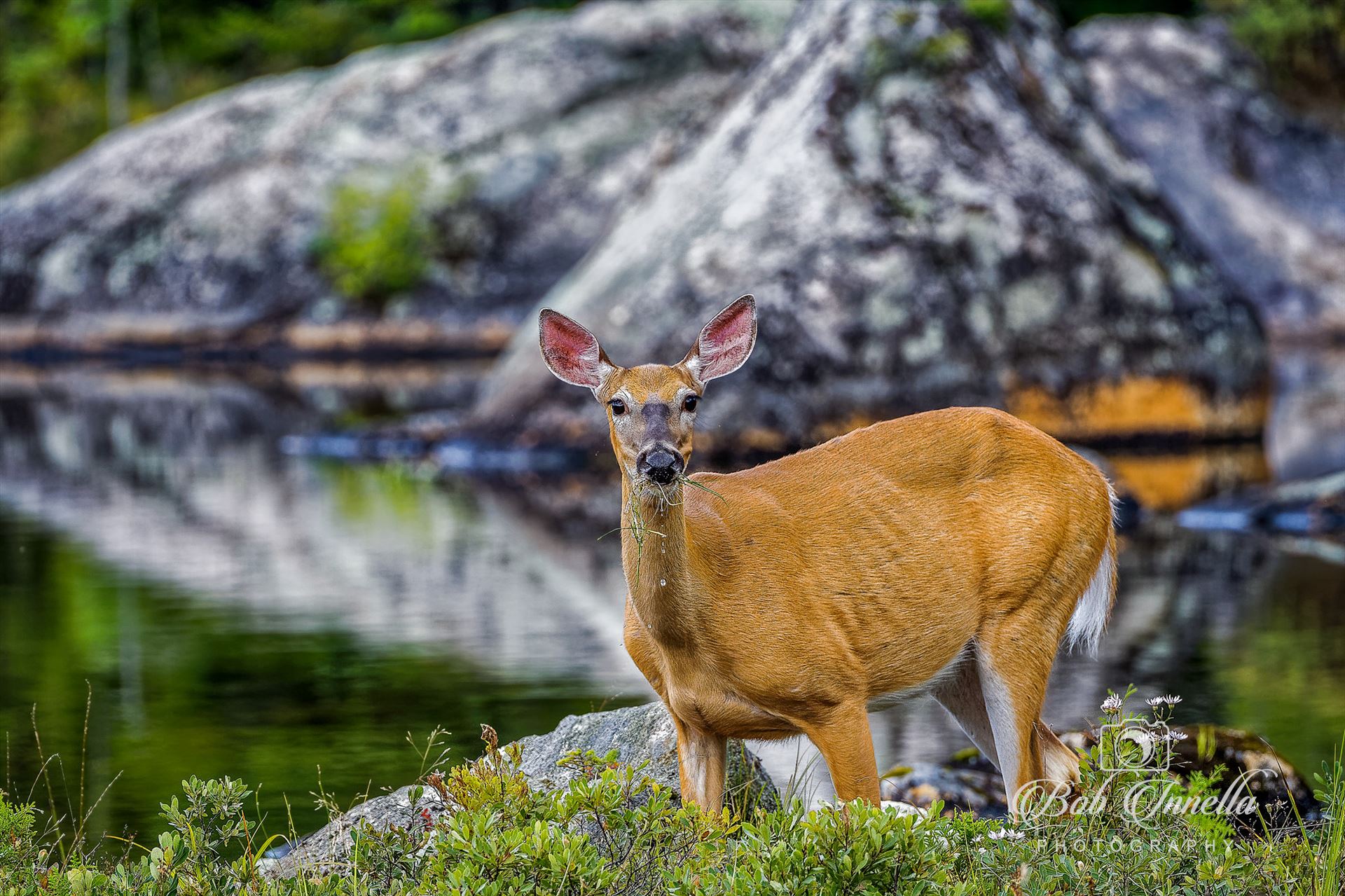 Button Buck Feeding Taken Along A Small Pond In Northern Maine June 2014 by Buckmaster