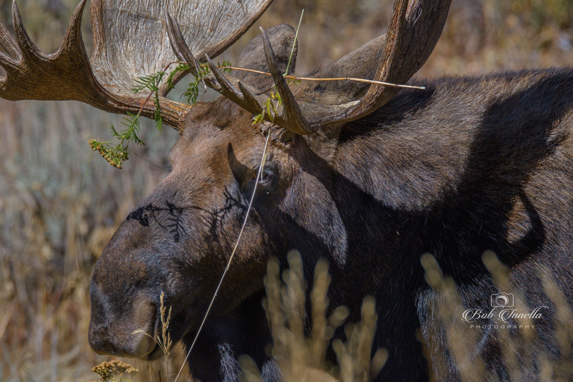 Bull Moose Florist  by Buckmaster