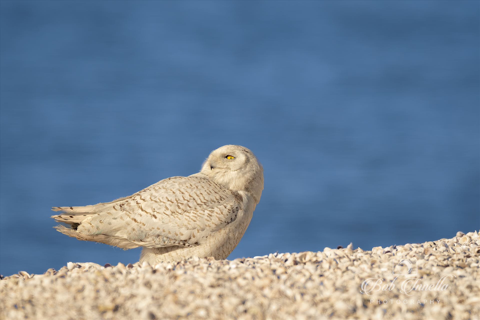 Snowy Owl  by Buckmaster