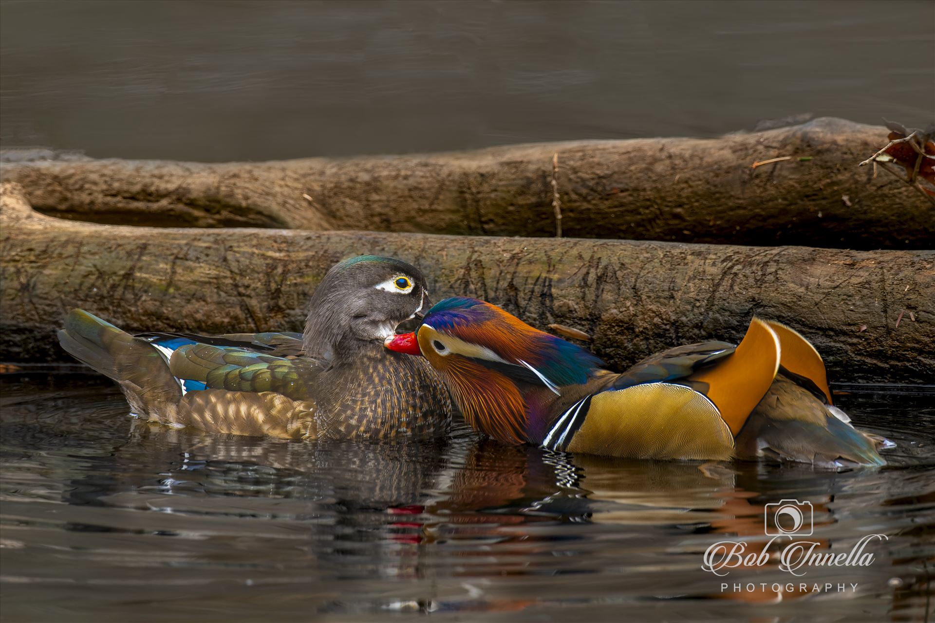 Mandarin Duck Pair  by Buckmaster