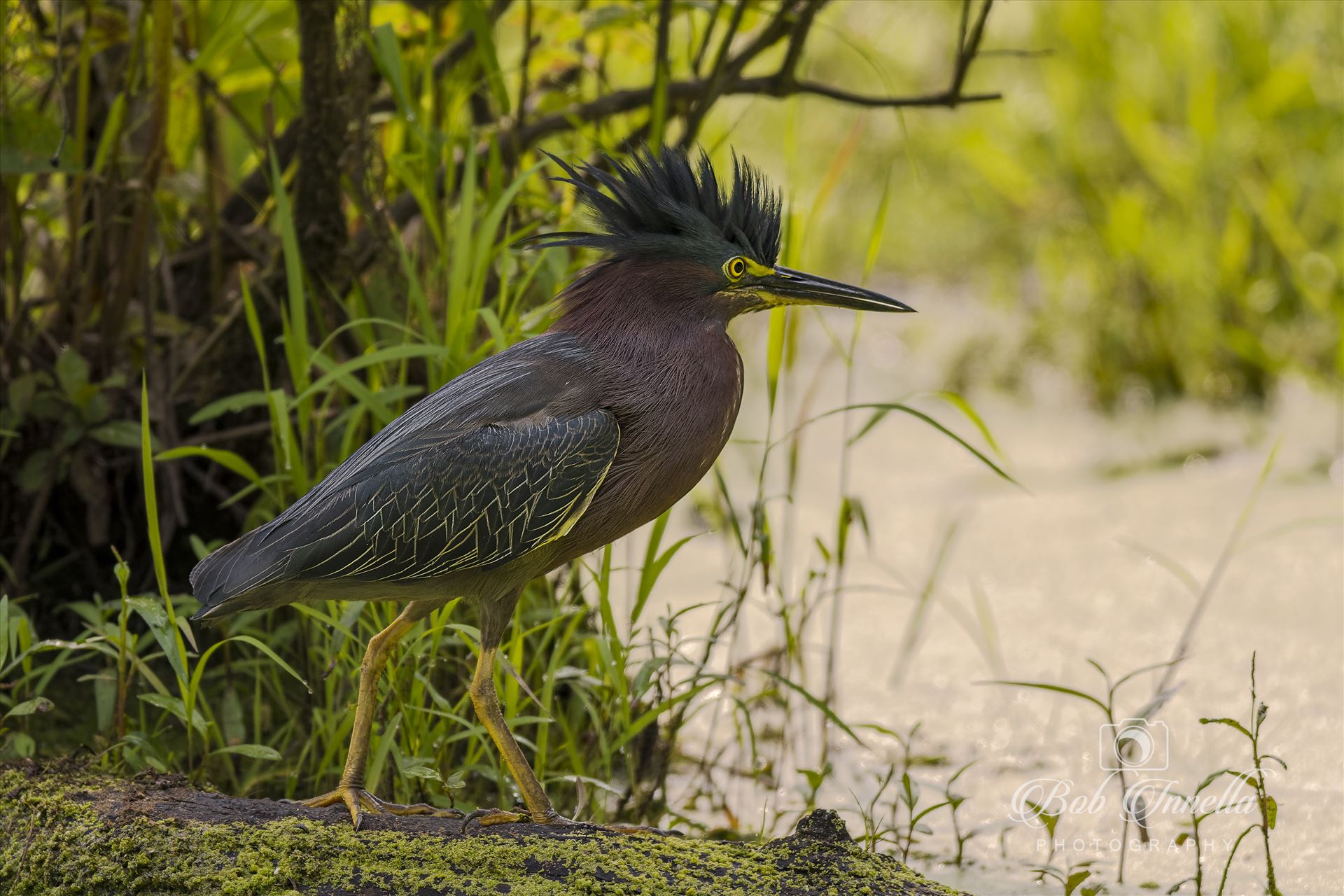 Green Heron_log  by Buckmaster