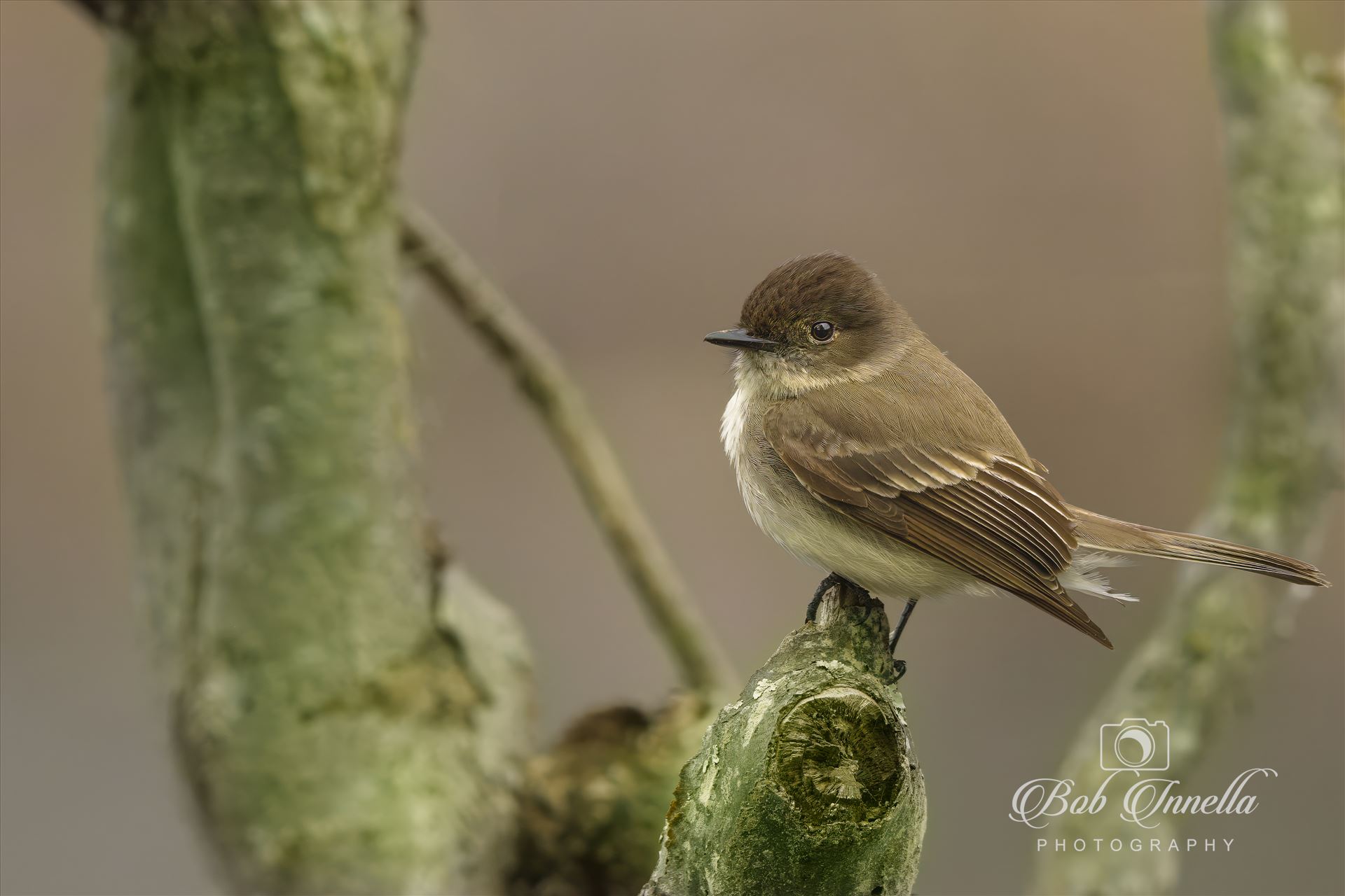 Curious Eastern Phoebe  by Buckmaster