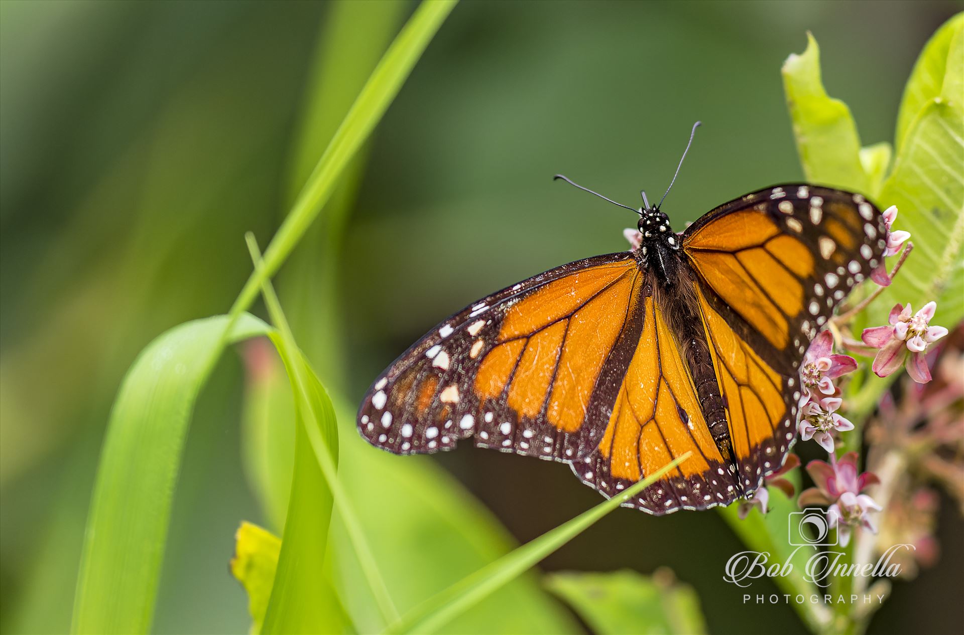 Monarch Butterfly  by Buckmaster