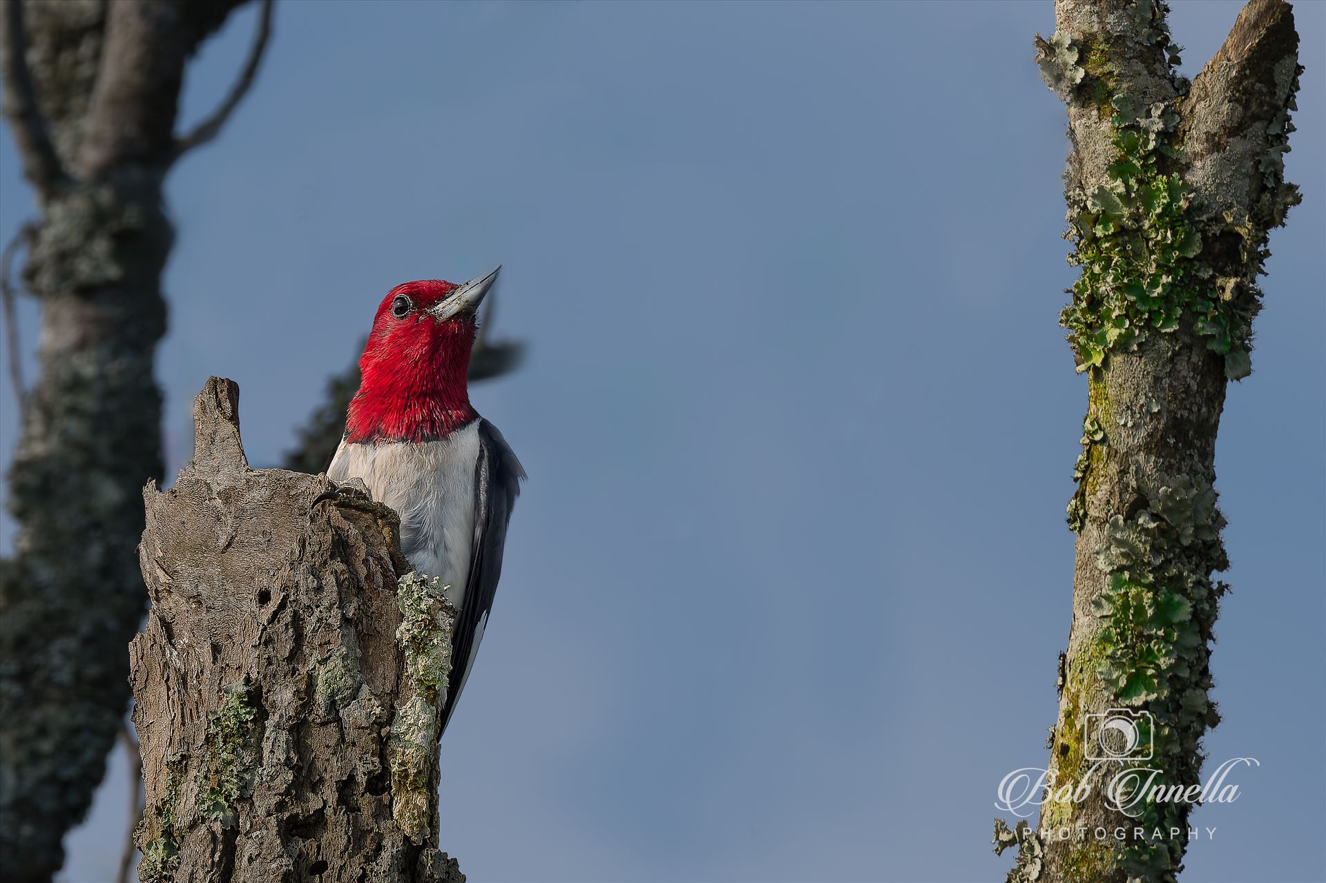 Red Headed Woodpecker  by Buckmaster