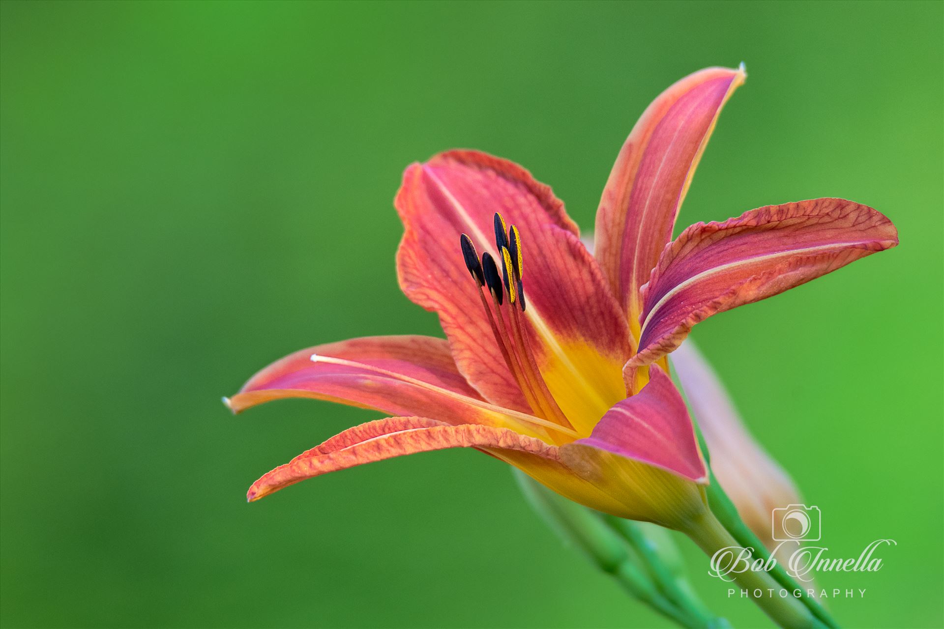 Day Lily  by Buckmaster