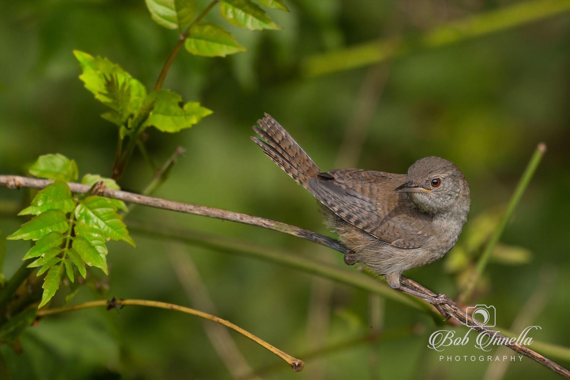 Wren  by Buckmaster