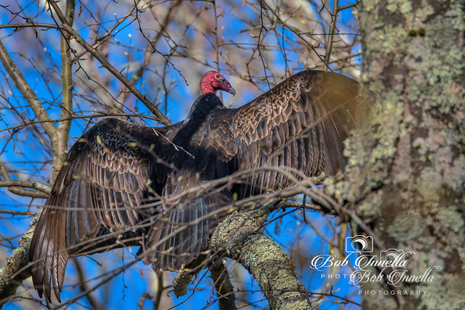 Turkey Vulture  by Buckmaster