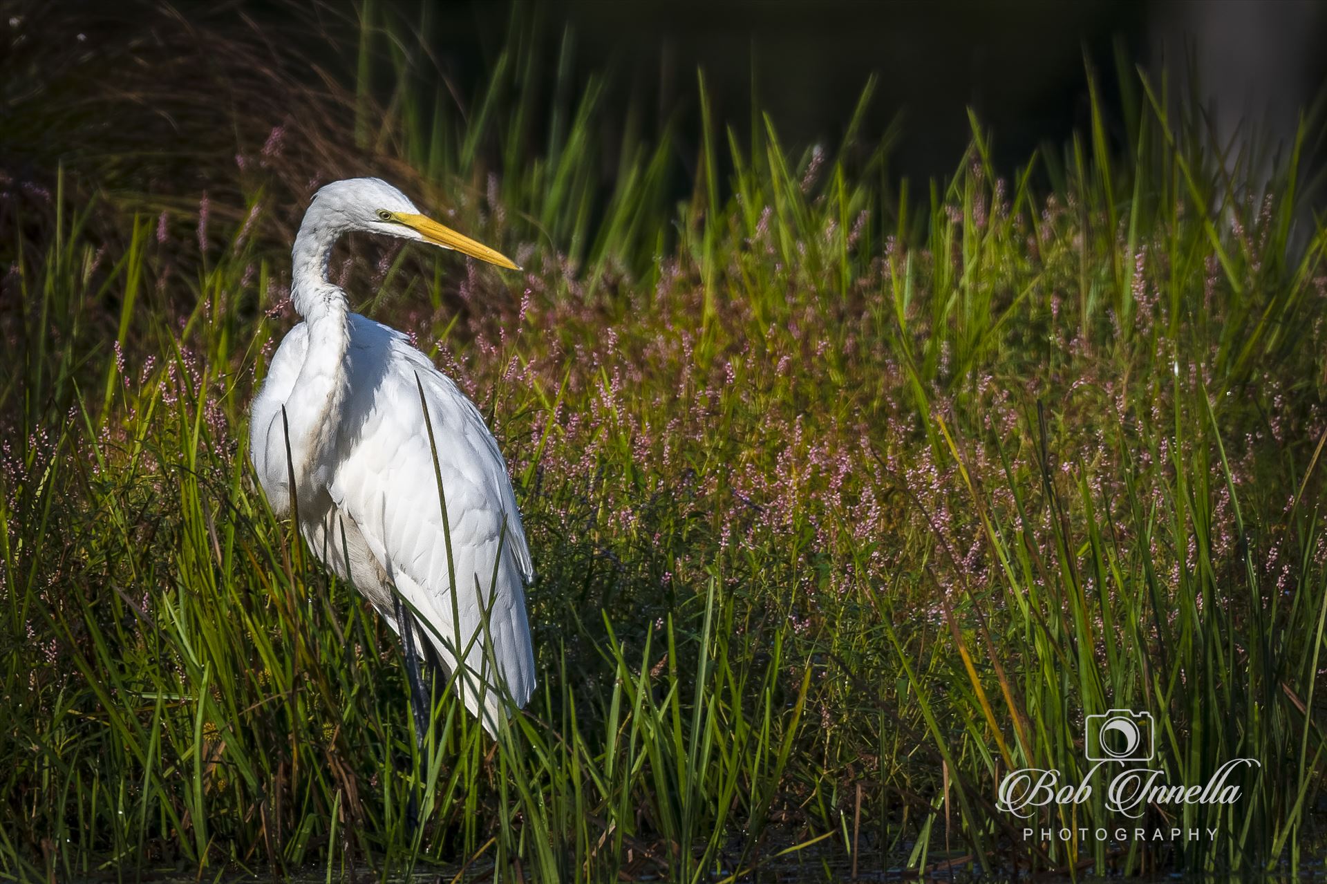 Great Egret  by Buckmaster