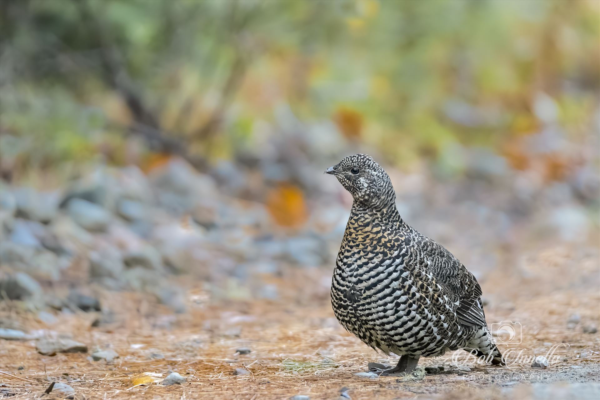 Female Spruce Grouse2  by Buckmaster