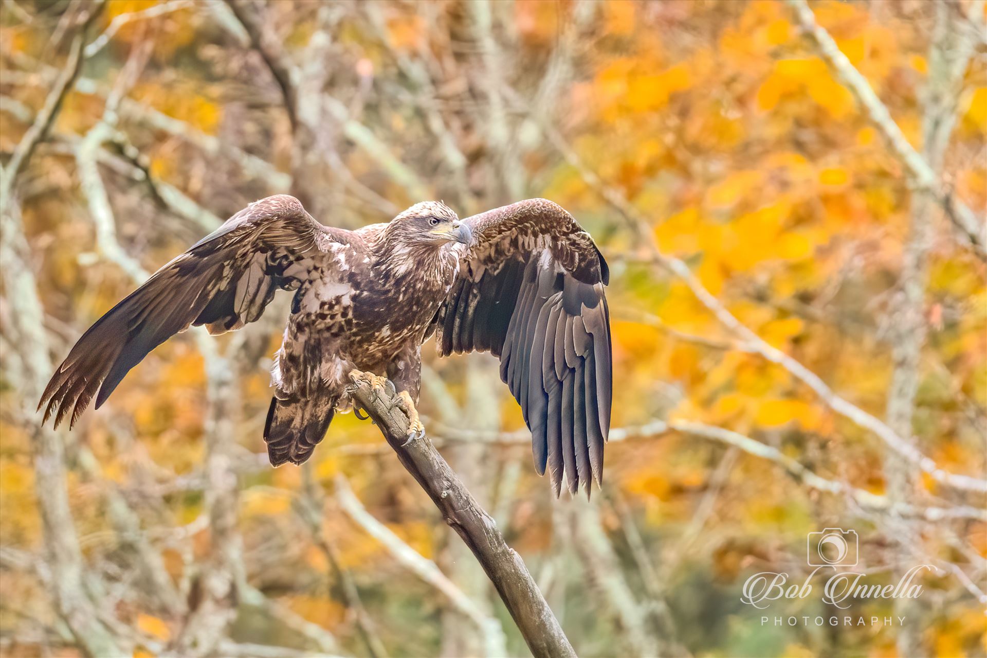 Eagle With Foliage Color  by Buckmaster
