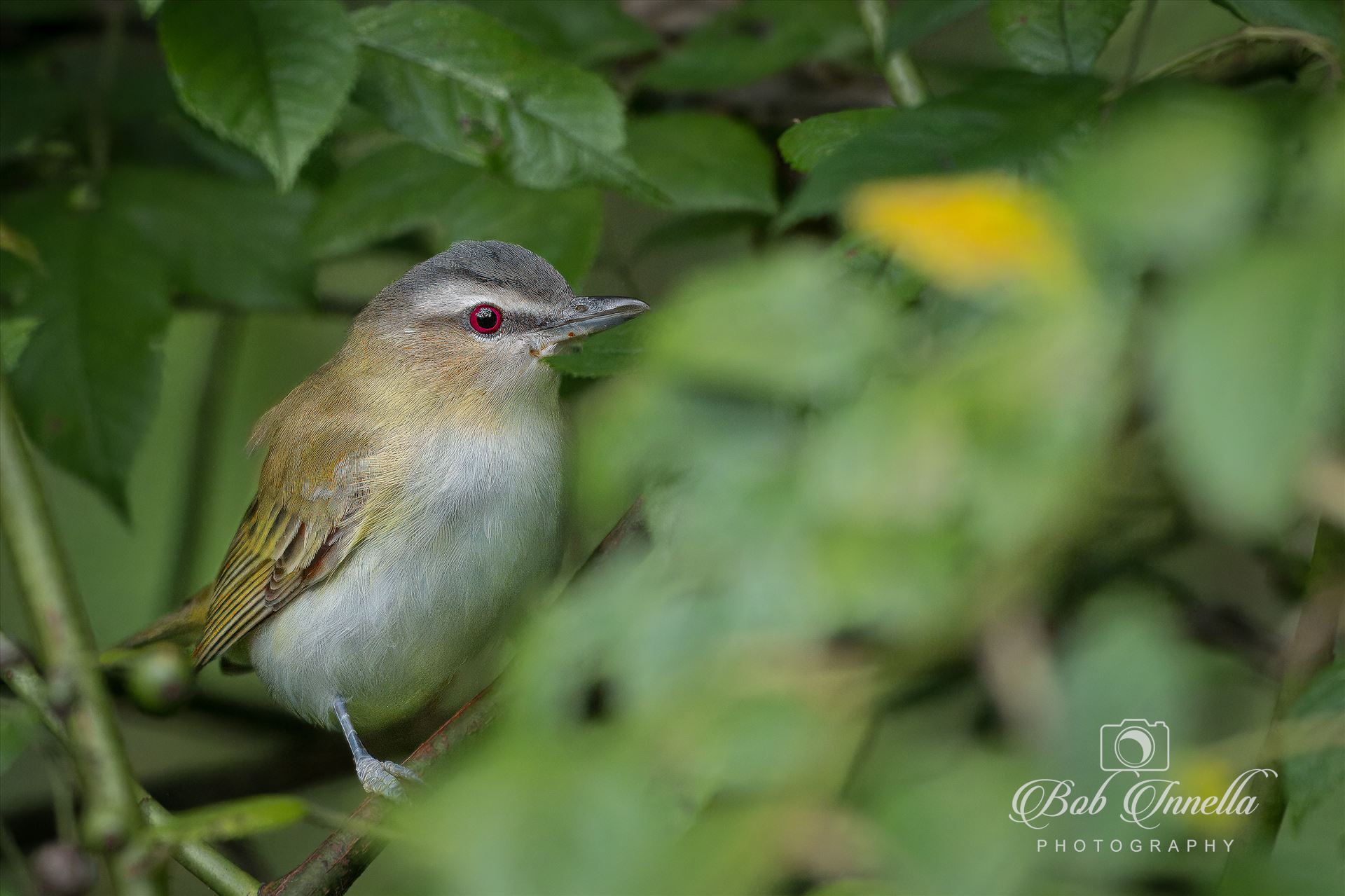 Red Eyed Vireo  by Buckmaster