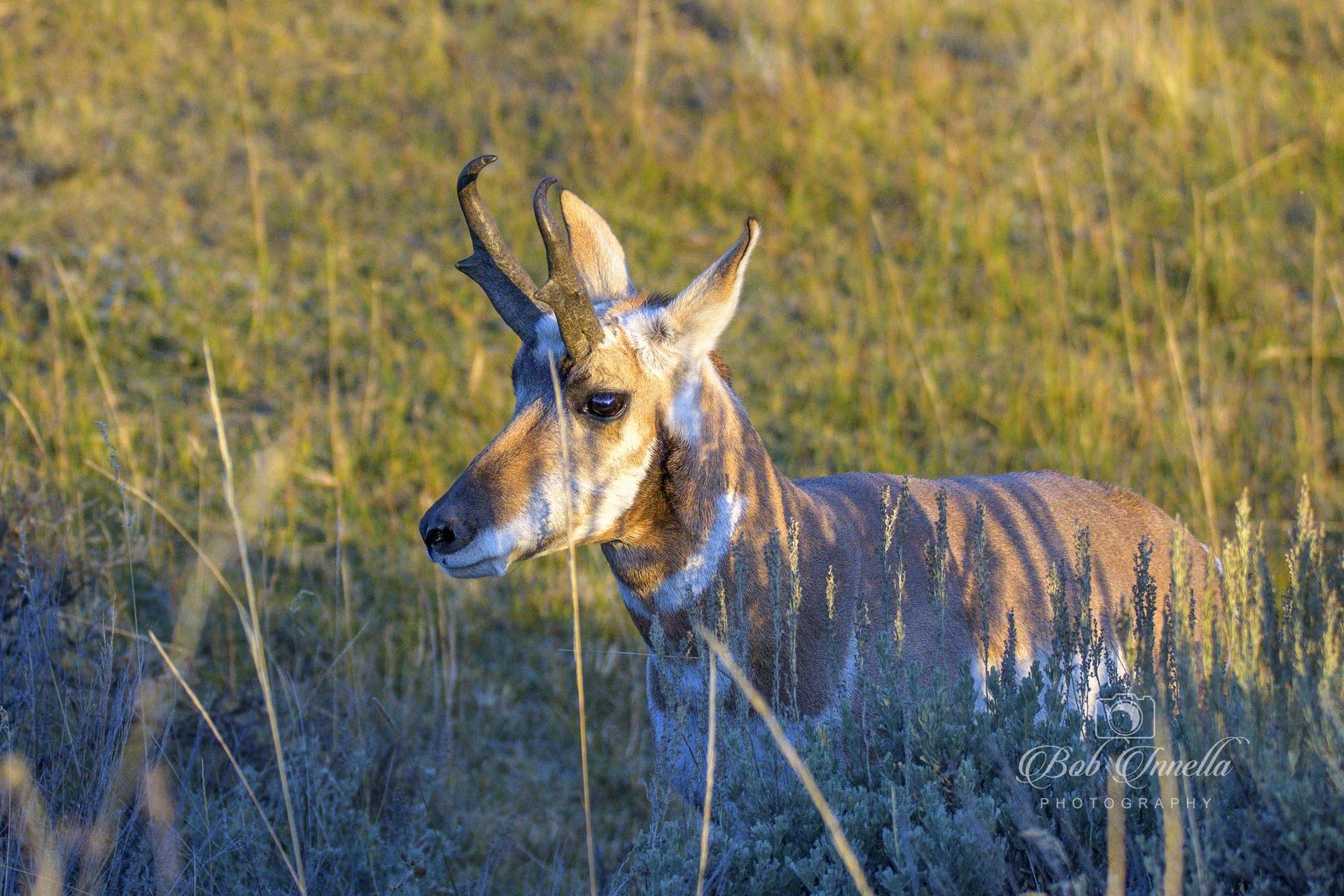 Antelope Lamar Valley, Wyoming by Buckmaster