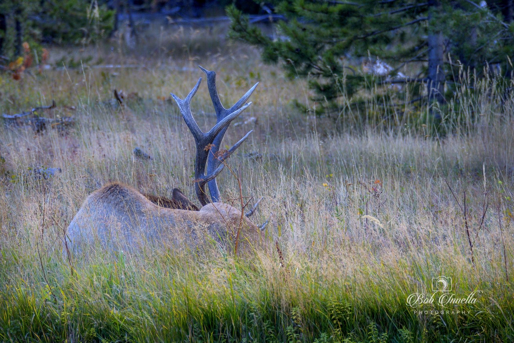 Bull Elk Resting Taking A Needed Rest After Tending To His Harem Of Cows by Buckmaster