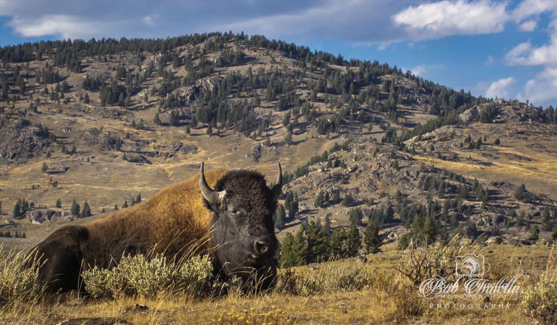 Bison_landscape  by Buckmaster