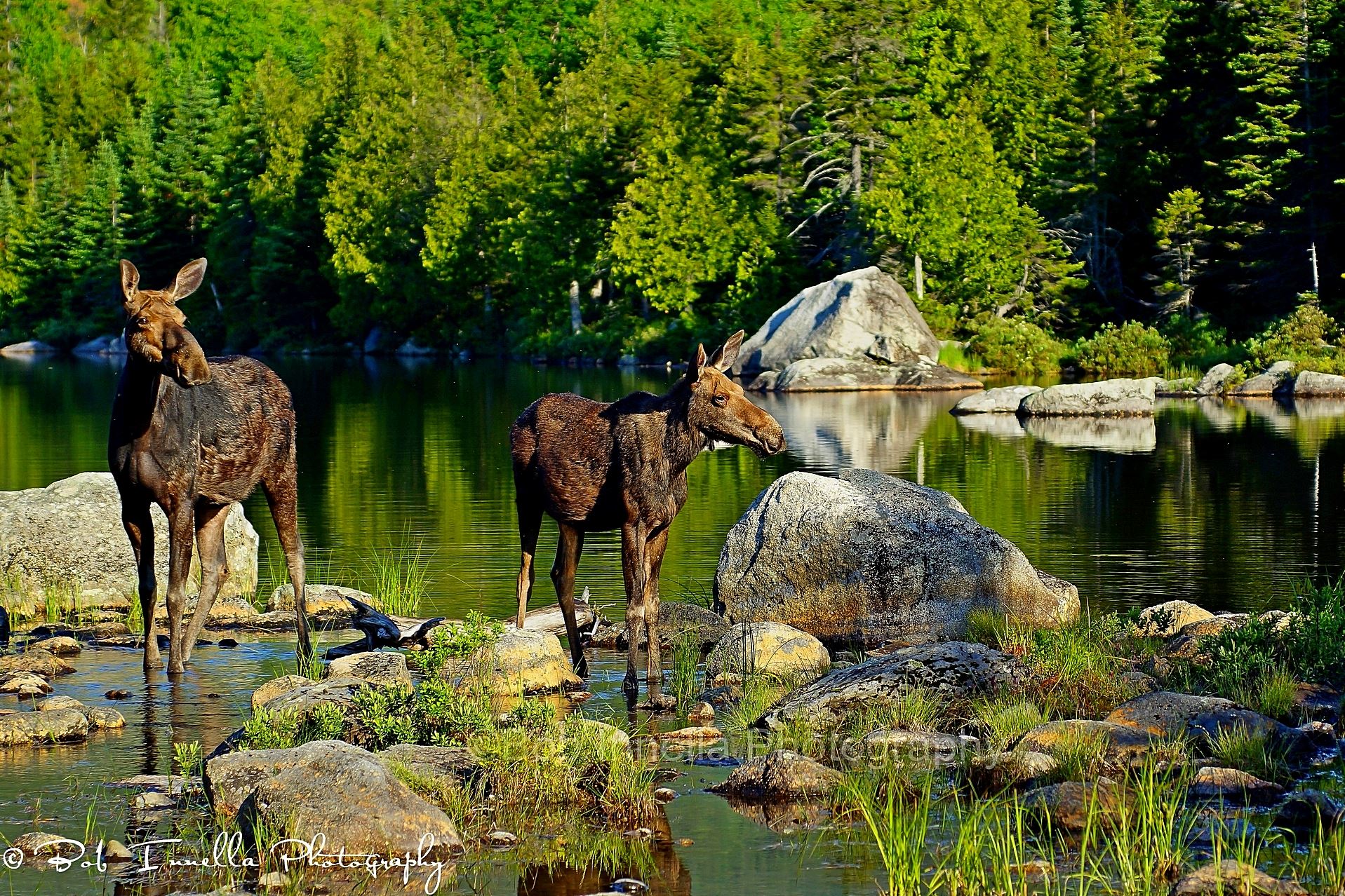2 Moose at Sandy Stream Pond, BSP, Maine  by Buckmaster