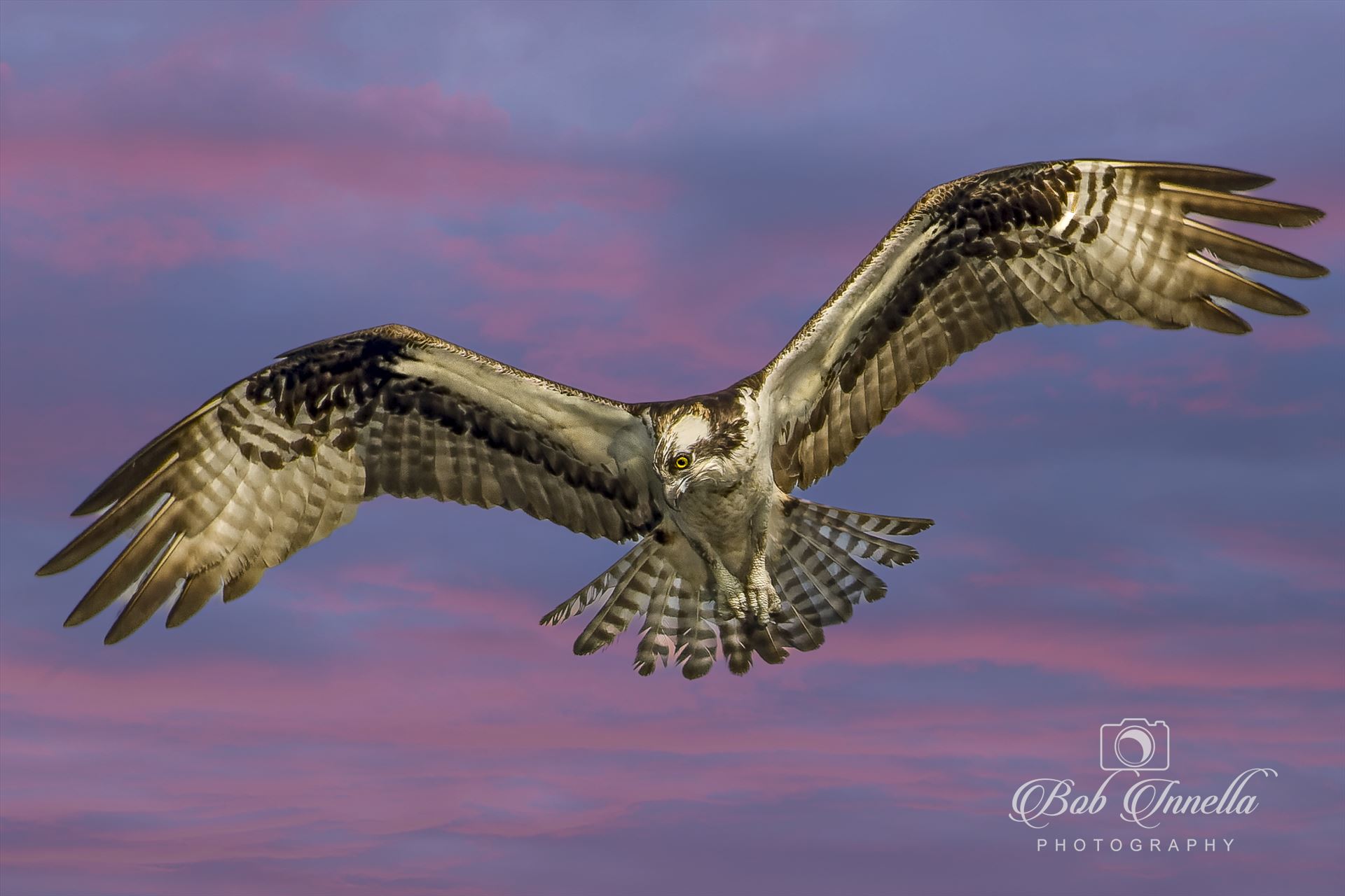 Osprey in Flight  in Morning Sky  by Buckmaster