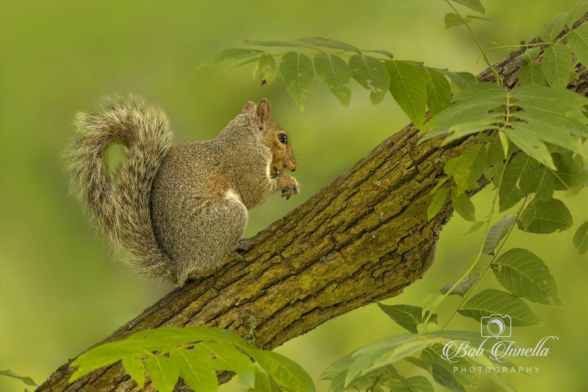 Squirrel In Walnut Tree  by Buckmaster