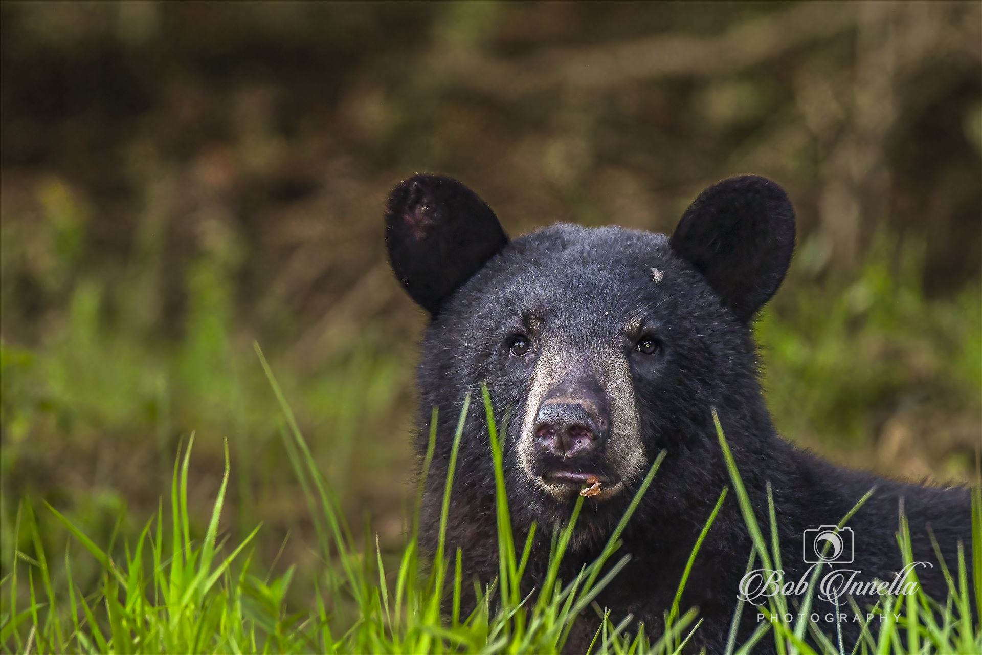 Bear in the Grass Feeding on Ants  by Buckmaster