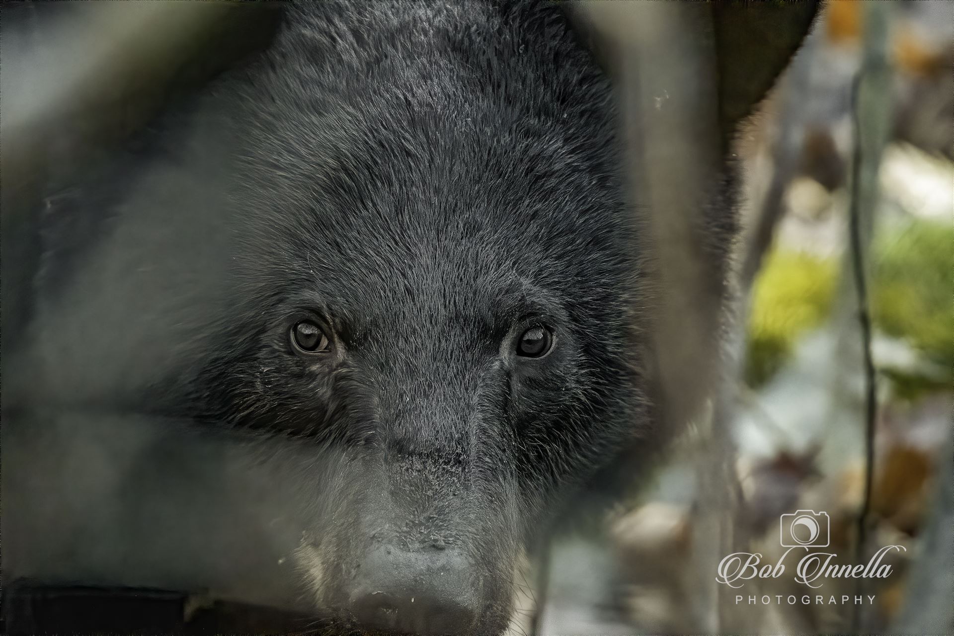 Black Bear Eyes  by Buckmaster