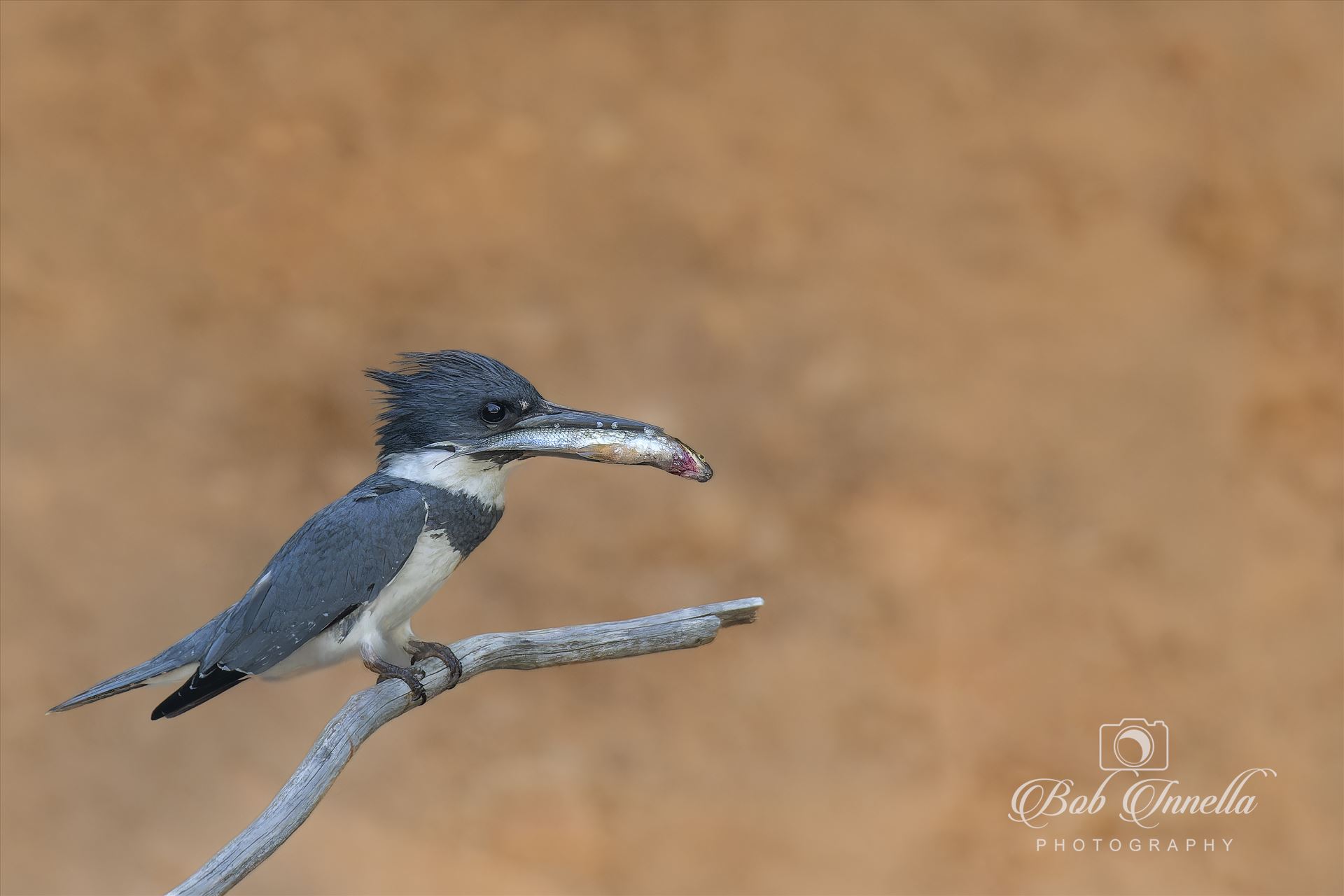 Belted Kingfisher with Fish for Baby  by Buckmaster