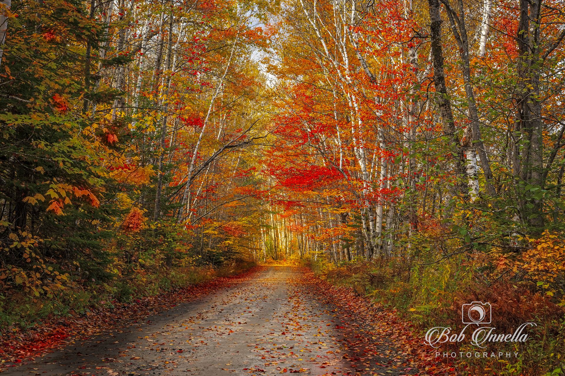 Northern Maine Road with Fall Foliage and Birch Trees SONY DSC by Buckmaster