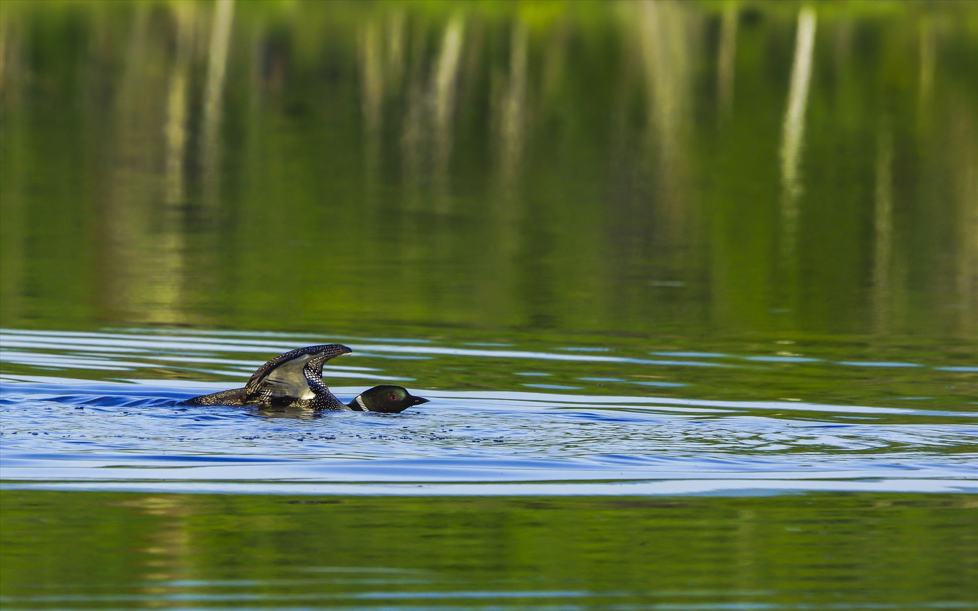Common Loon Loon done chasing 8 ducklings by Buckmaster