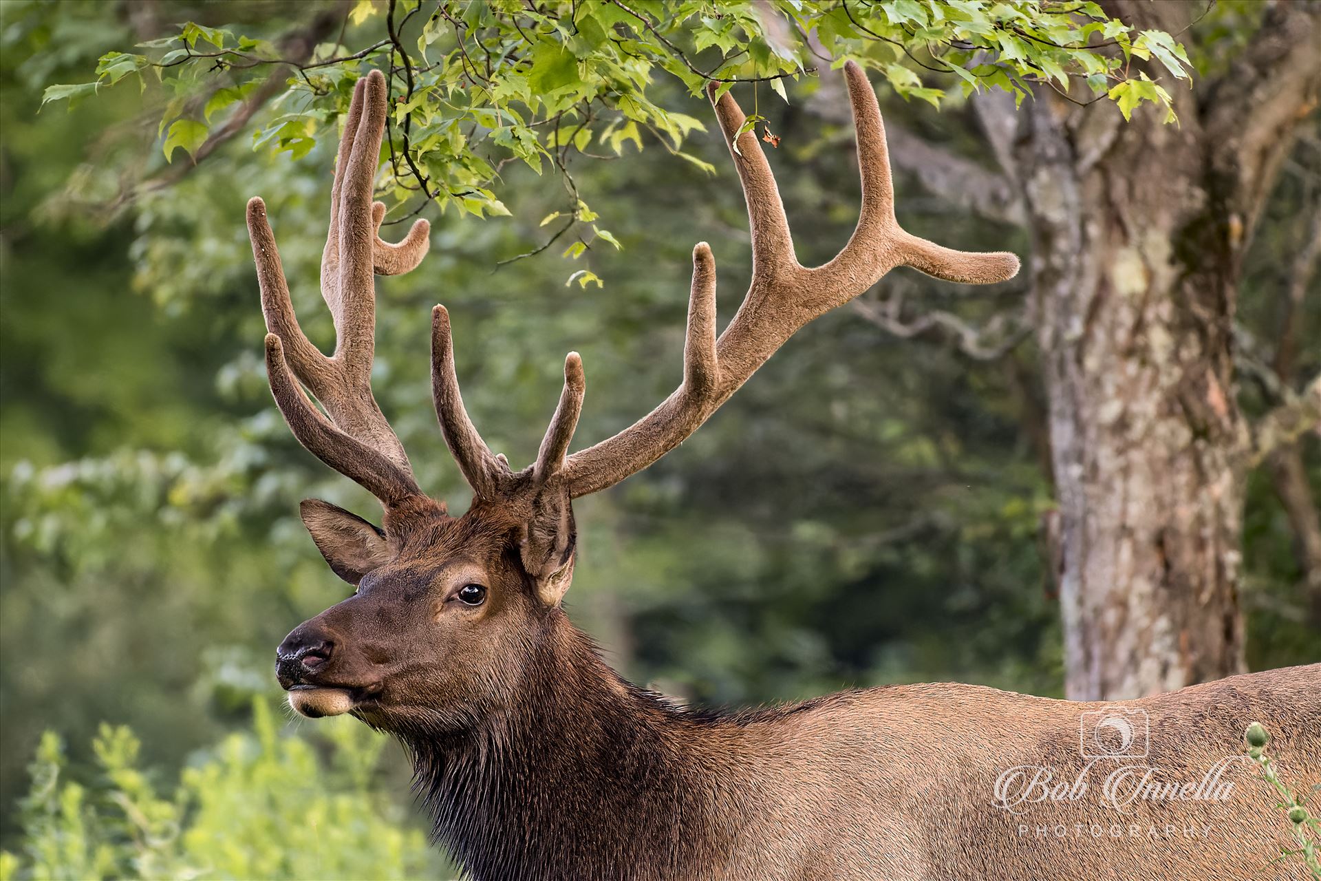 Bull Elk Portrait  by Buckmaster