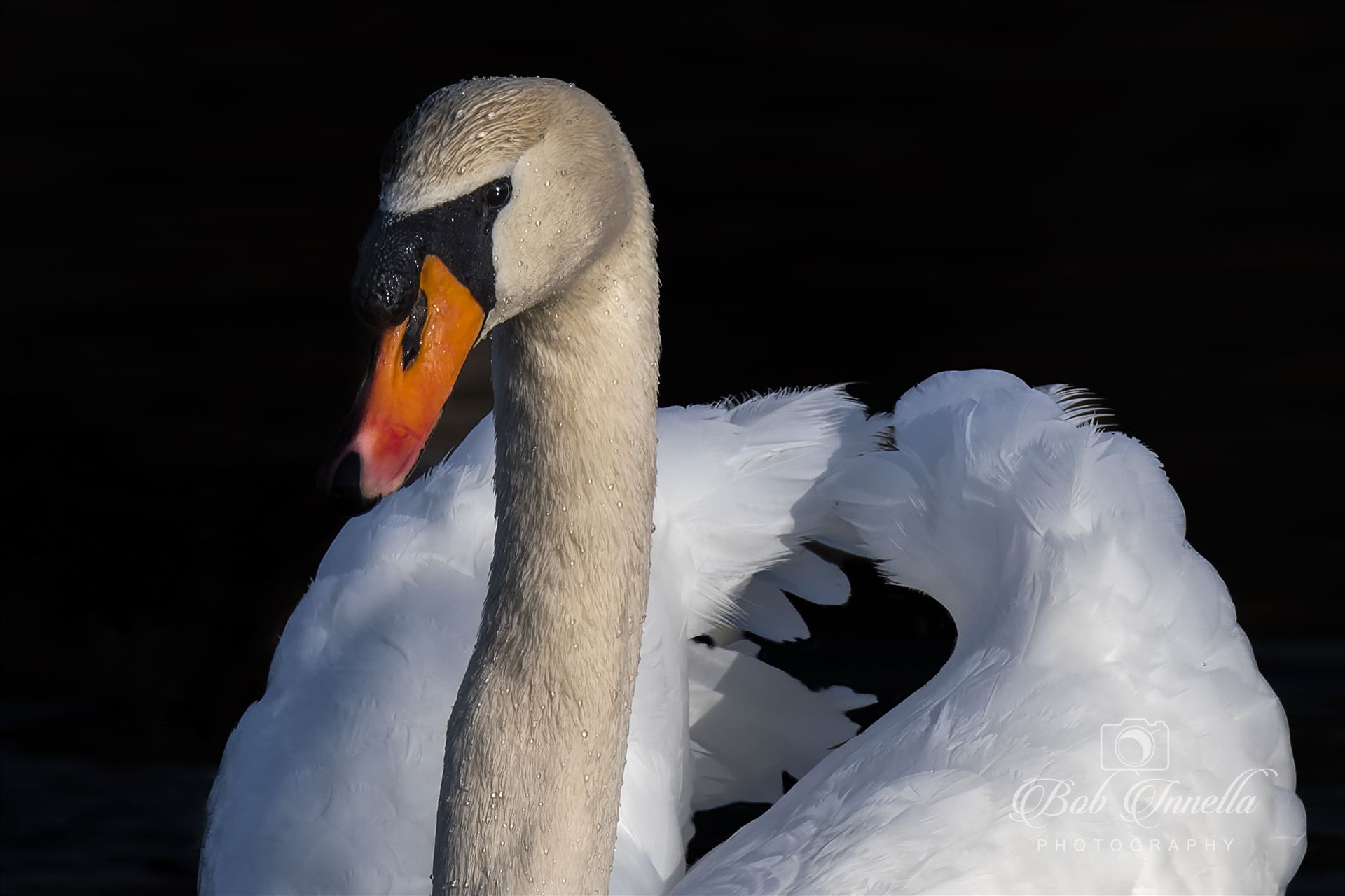 Mute Swan  by Buckmaster