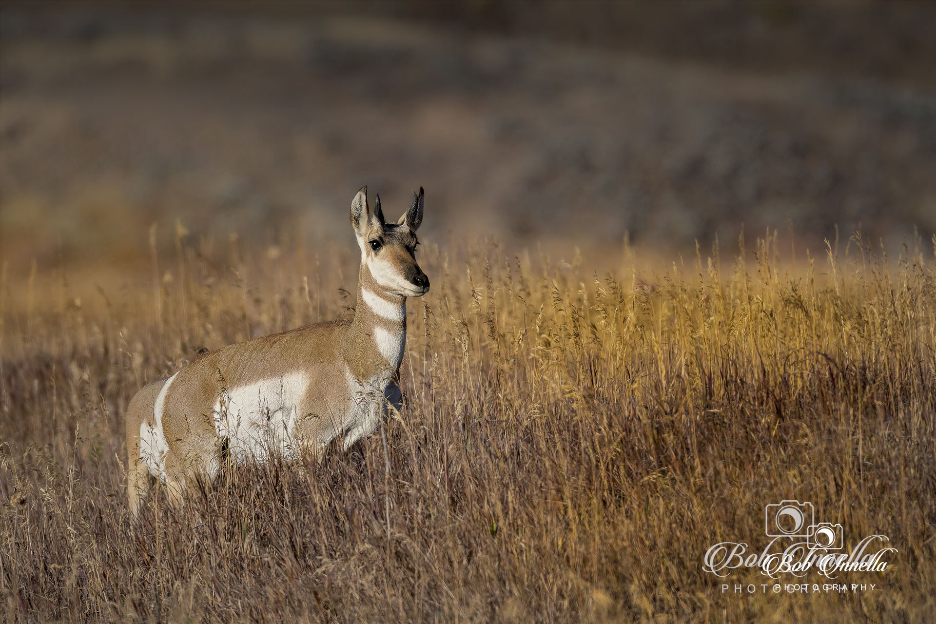Wyoming Pronghorn  by Buckmaster