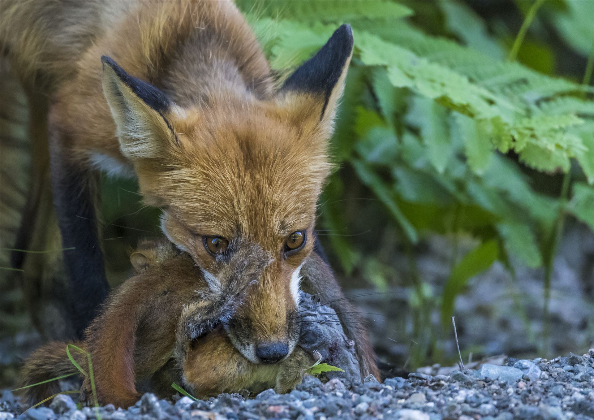 Maine Red Fox Red Fox with 4 Red Squirrels and another unknown varmit in mouth by Buckmaster