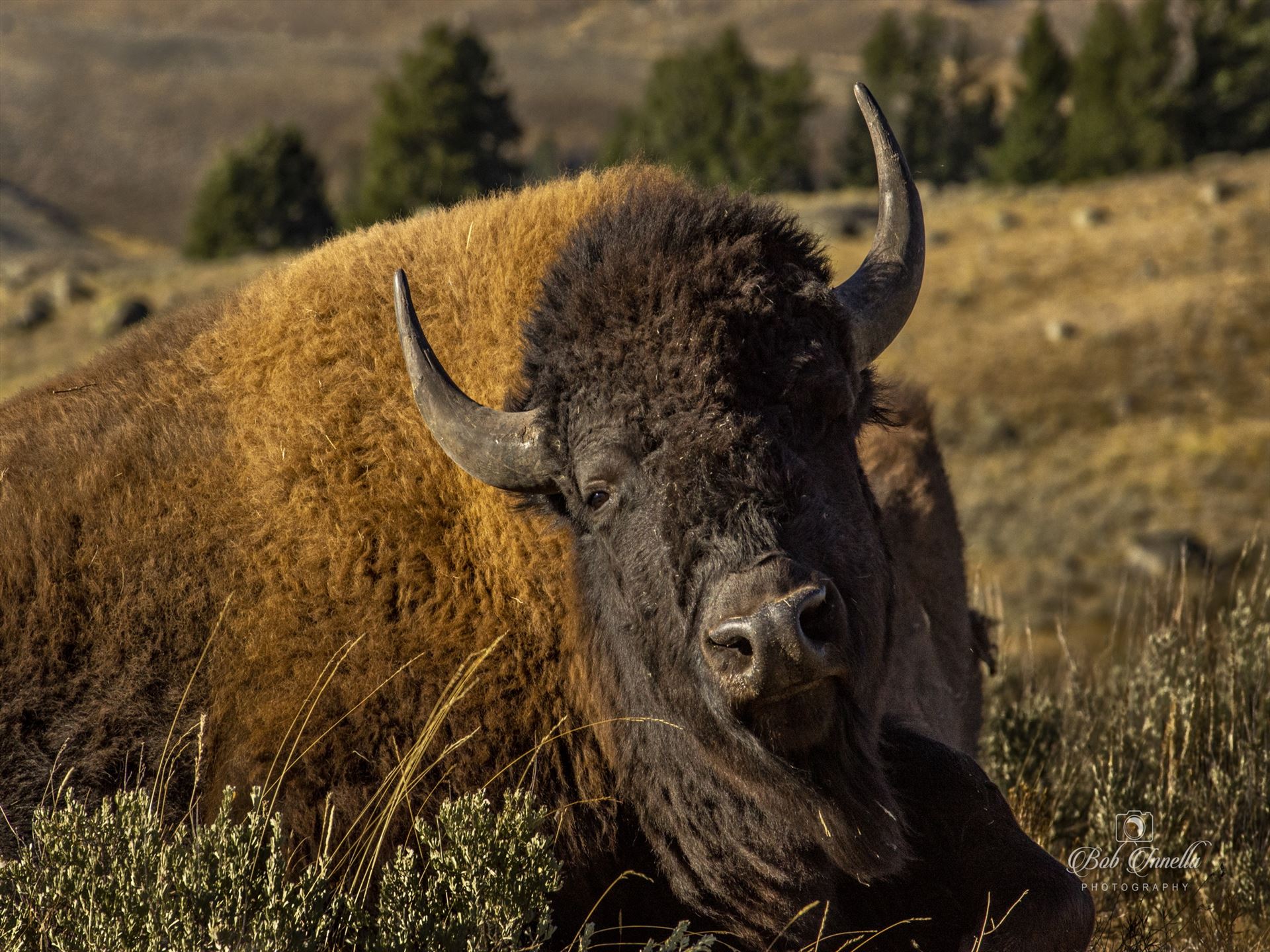 North American Bison in Lamar Valley, Wyoming, 2018  by Buckmaster