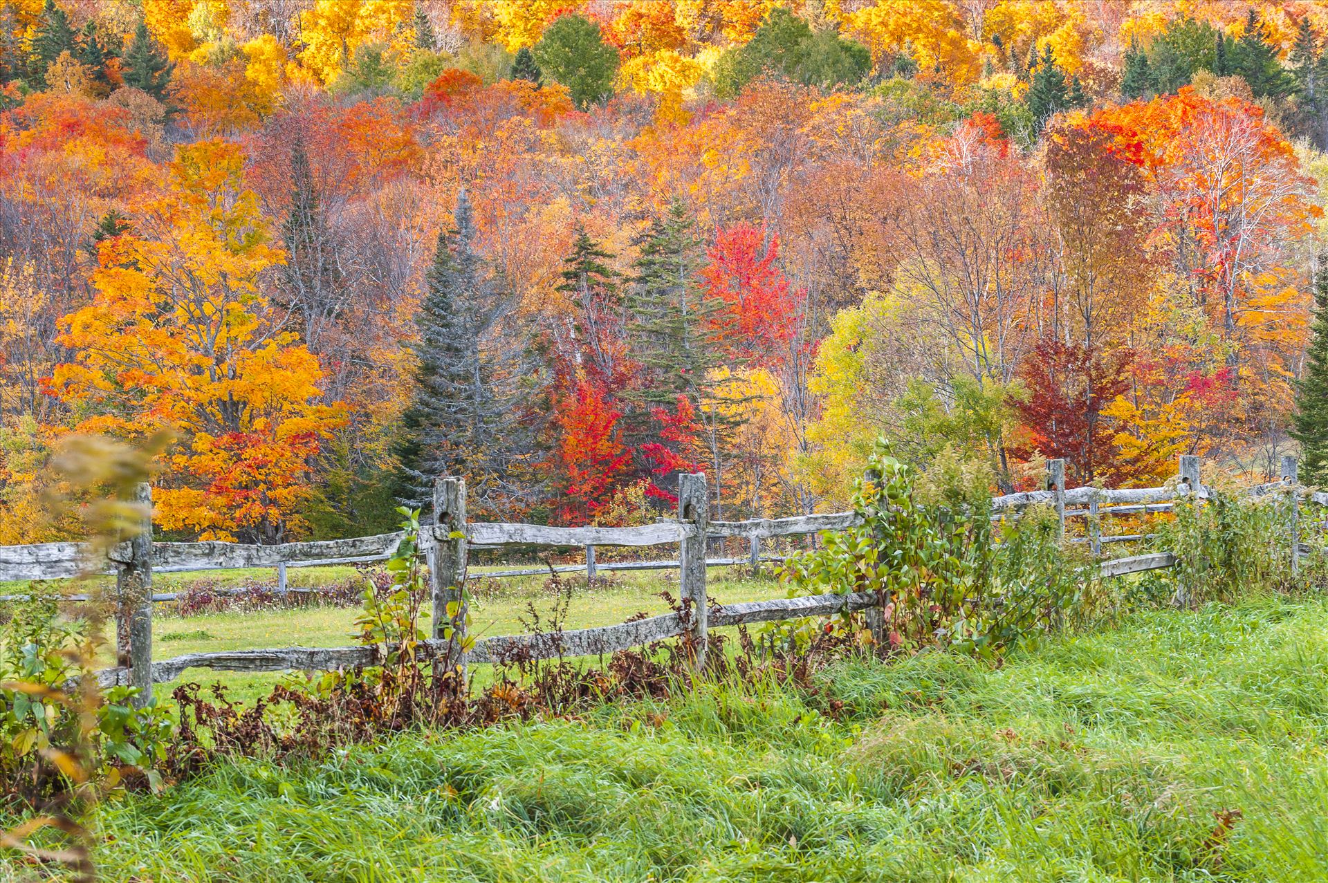 Fence in Foliage Vibrant Colors of Autumn in Vermont by Buckmaster