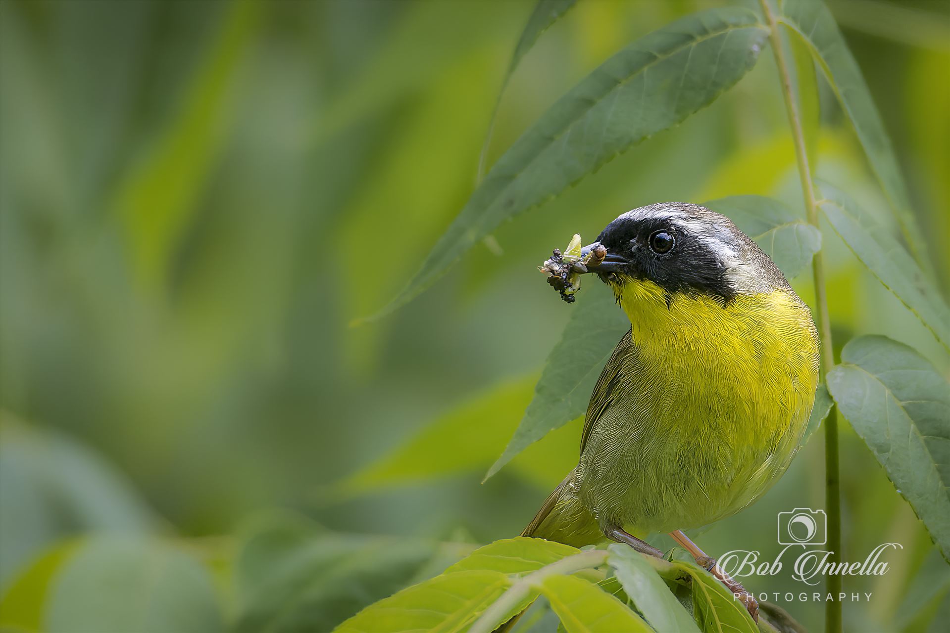 Yellow Throated Warbler  by Buckmaster