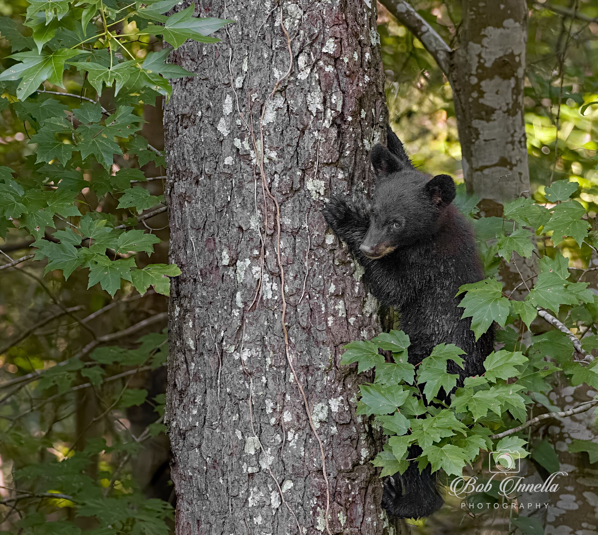 Black Bear Cub in a Tree North Carolina 2023 by Buckmaster