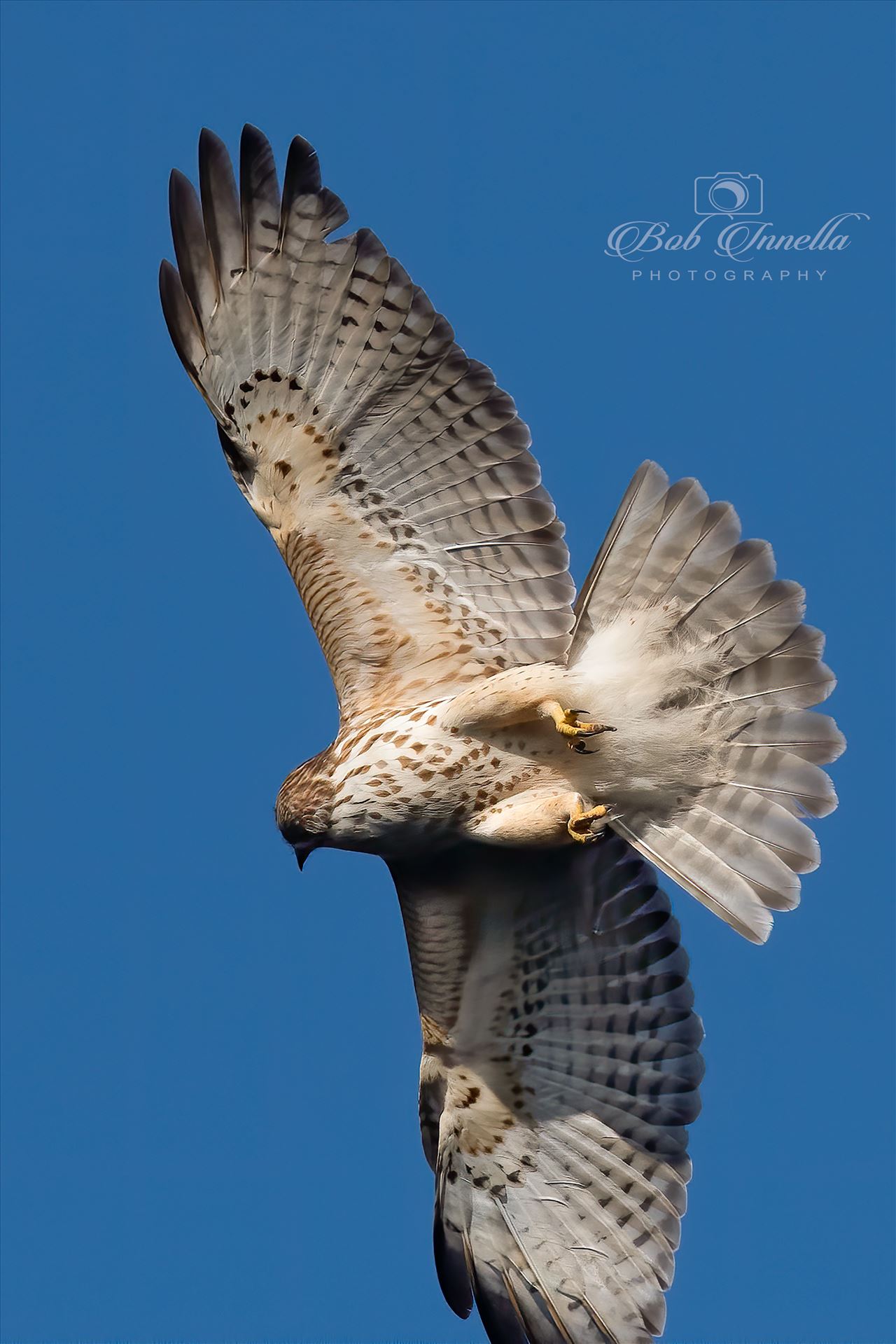 Hawk In The Sky  by Buckmaster