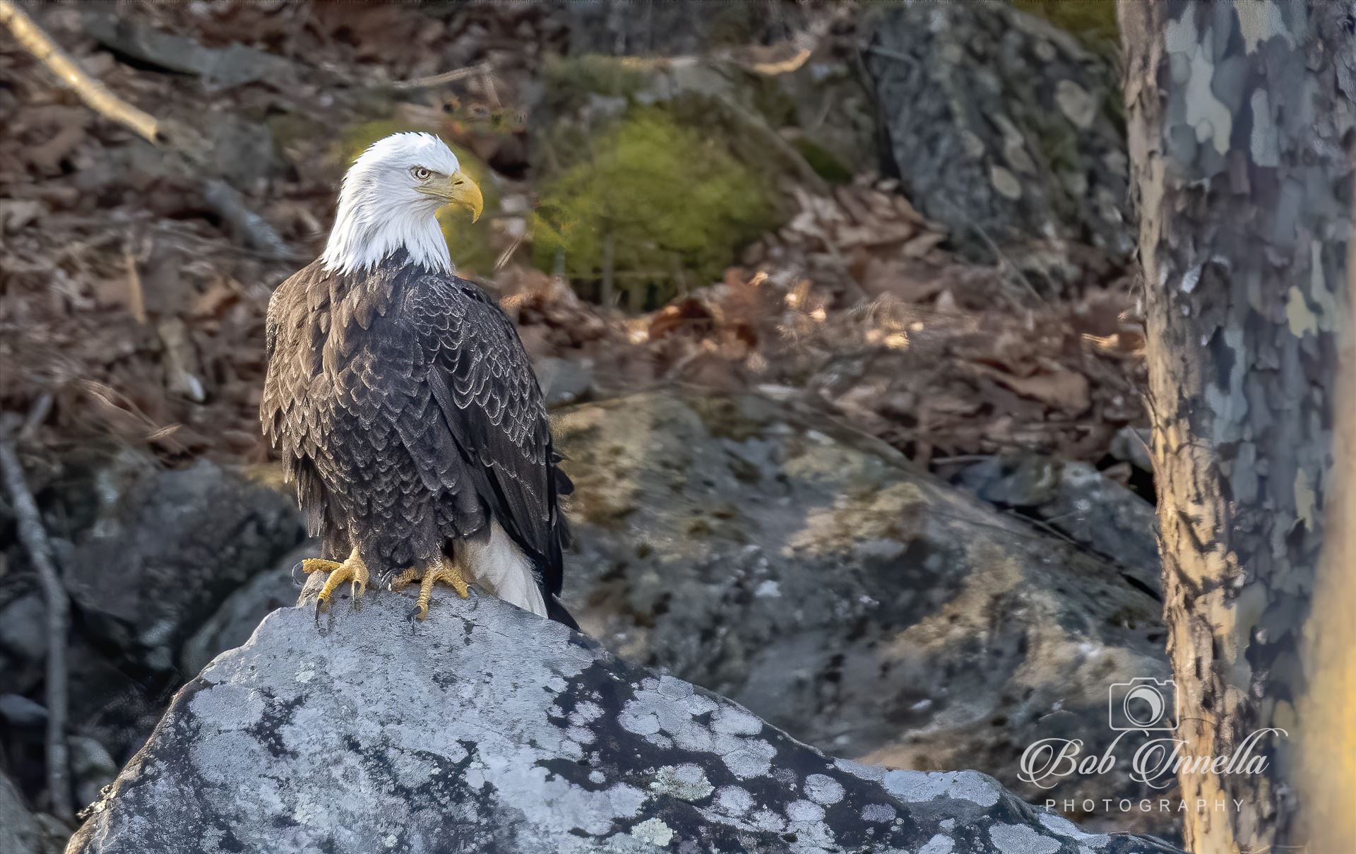 Bald Eagle on the Rocks  by Buckmaster