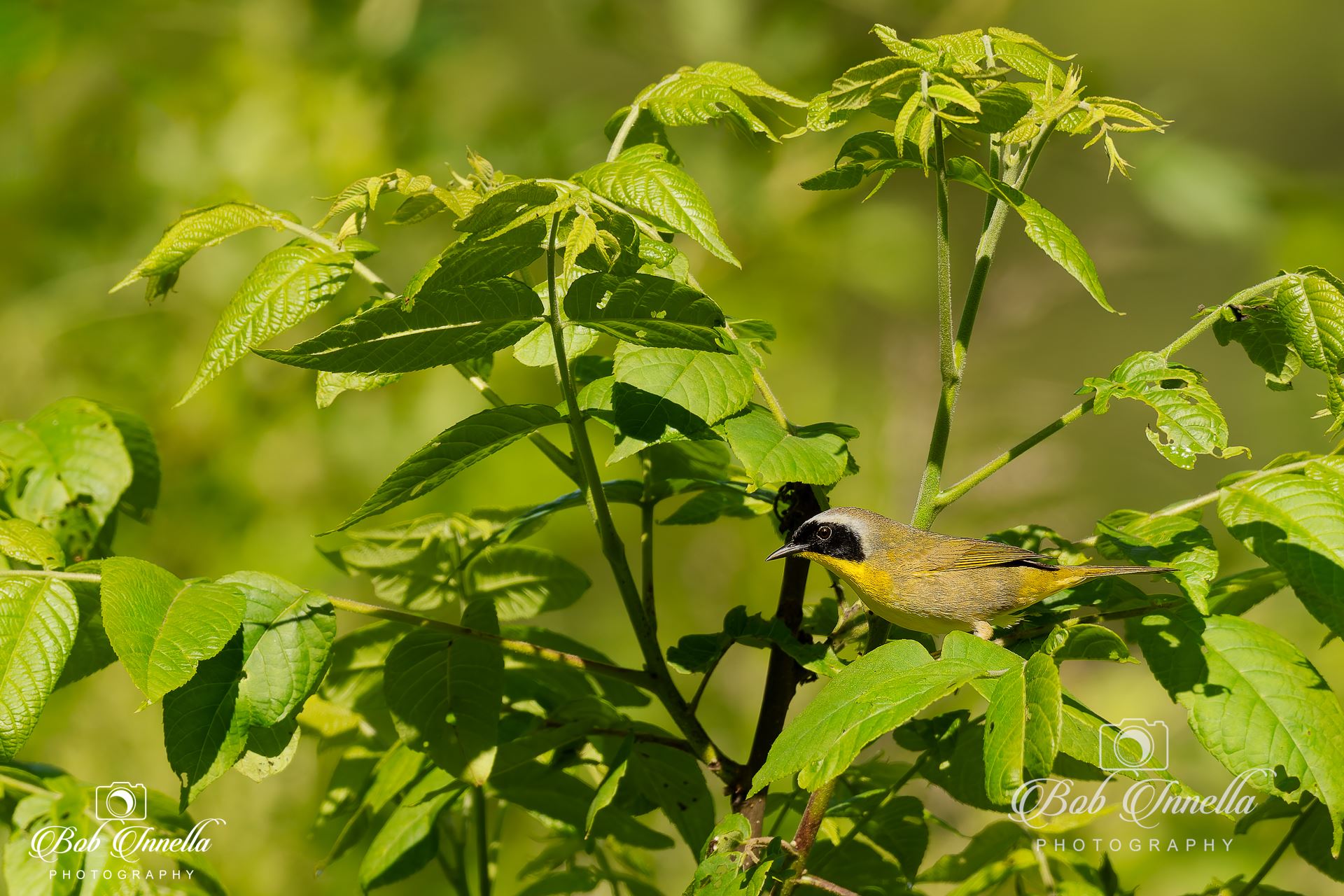 Yellow Throated Warbler  by Buckmaster