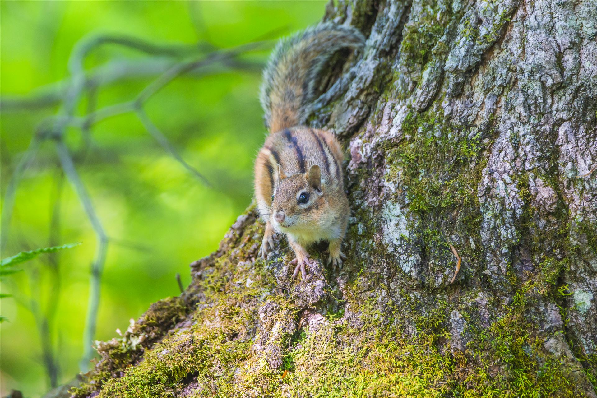 Maine Chipmunk Along The West Branch Penobscot River by Buckmaster