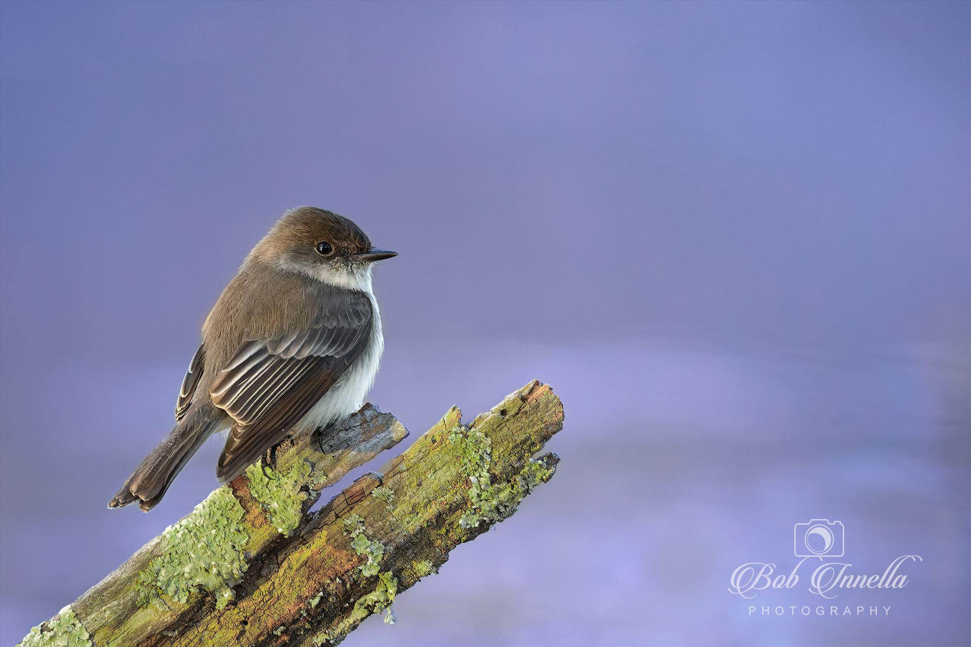 Eastern Phoebe  by Buckmaster