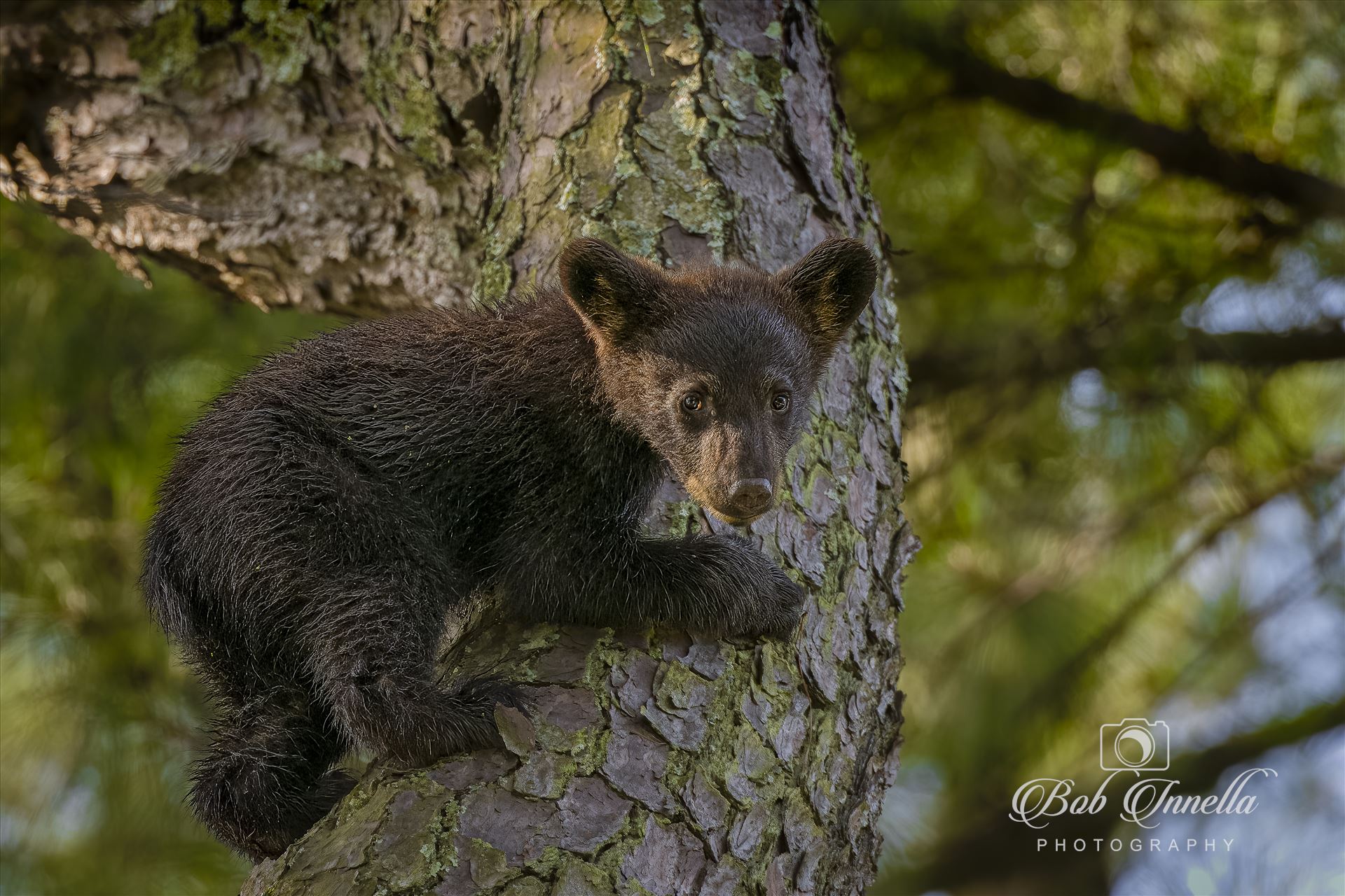 Black Bear Cub in a Tree Taken in North Carolina 2023 by Buckmaster