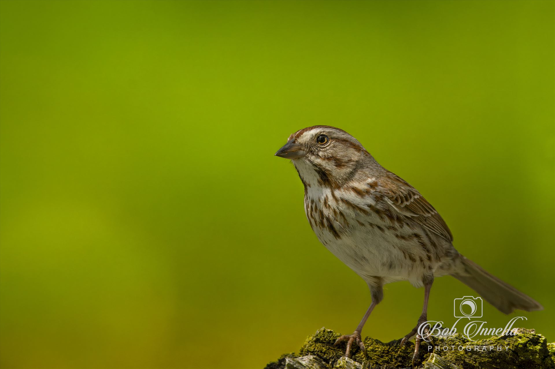 Sparrow  by Buckmaster