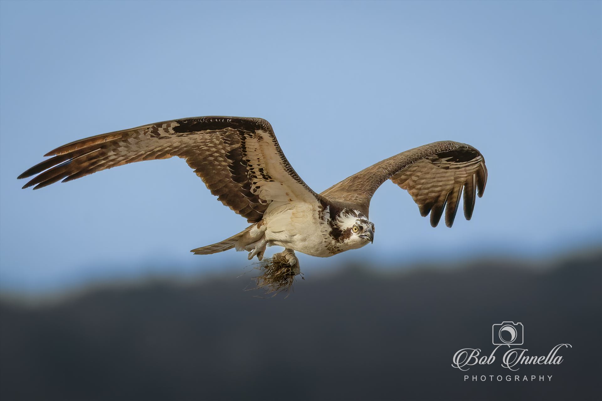 Osprey with Nesting Material  by Buckmaster