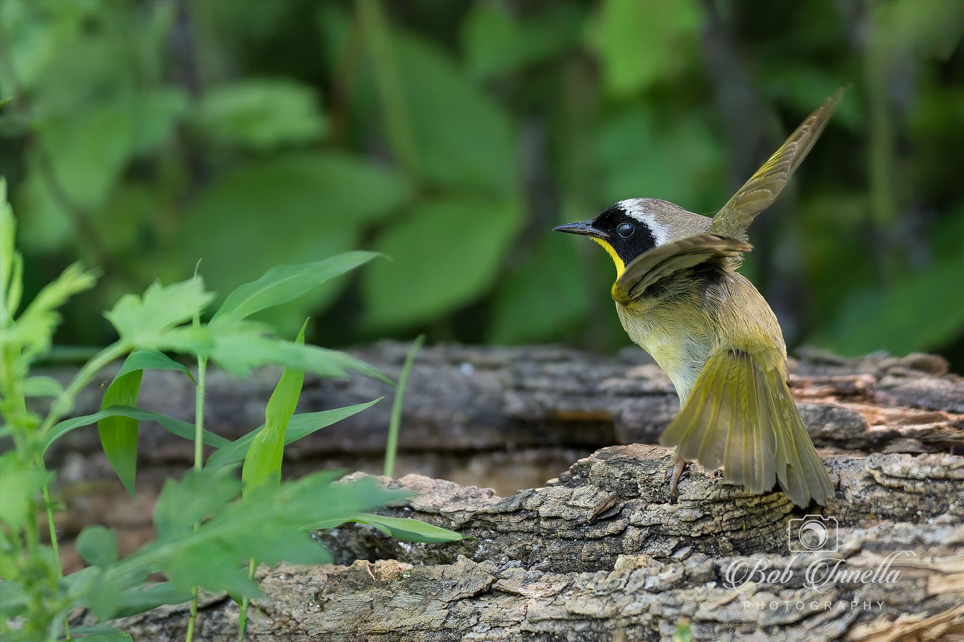 Yellow Throated Warbler  by Buckmaster