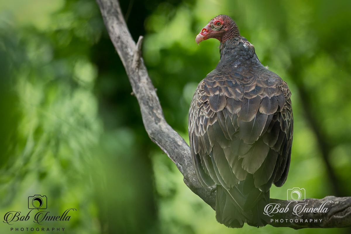 Turkey Vulture  by Buckmaster