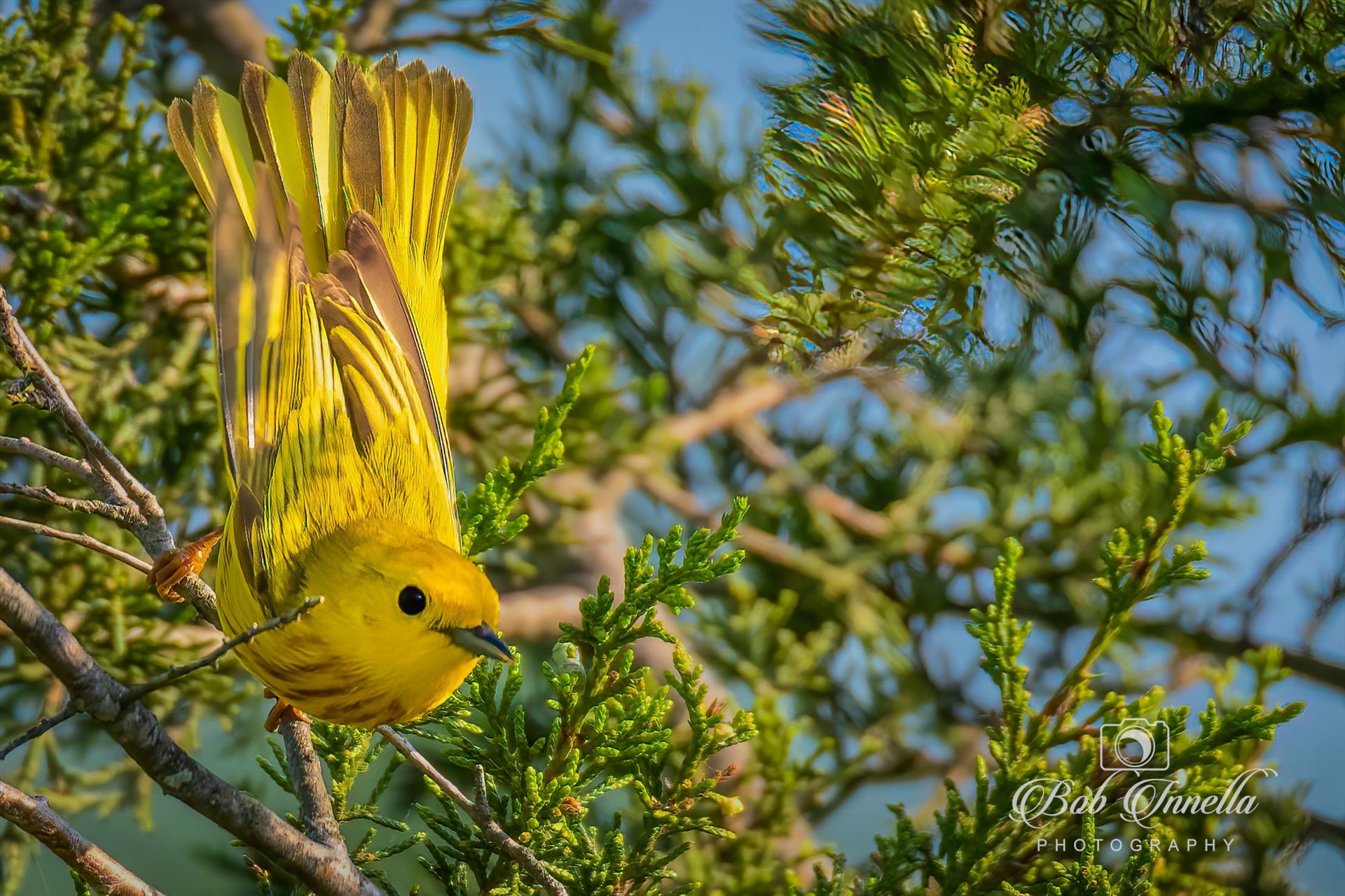 Yellow Warbler_Wings out  by Buckmaster