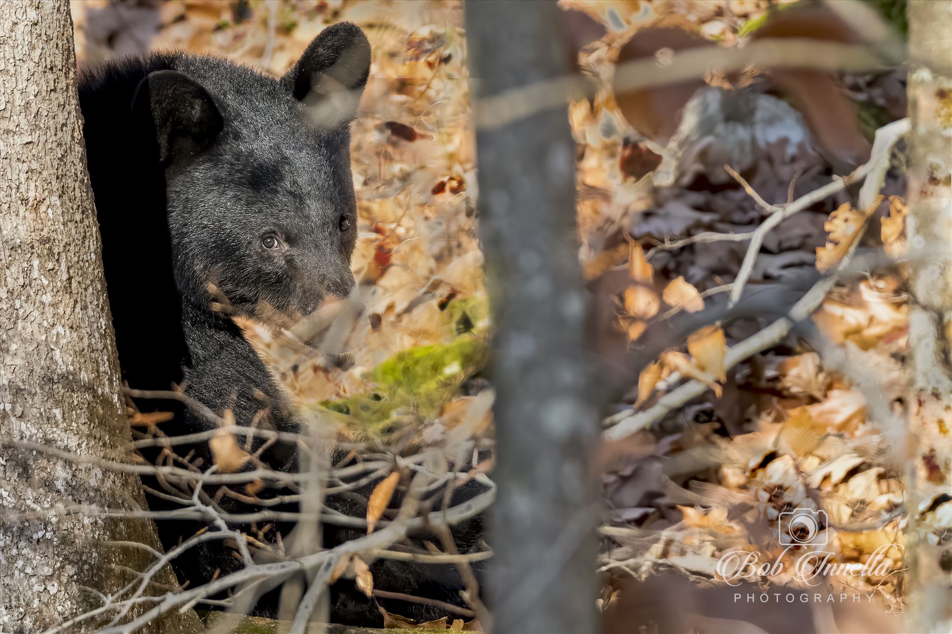 Blac Bear Sitting upright watching me  by Buckmaster