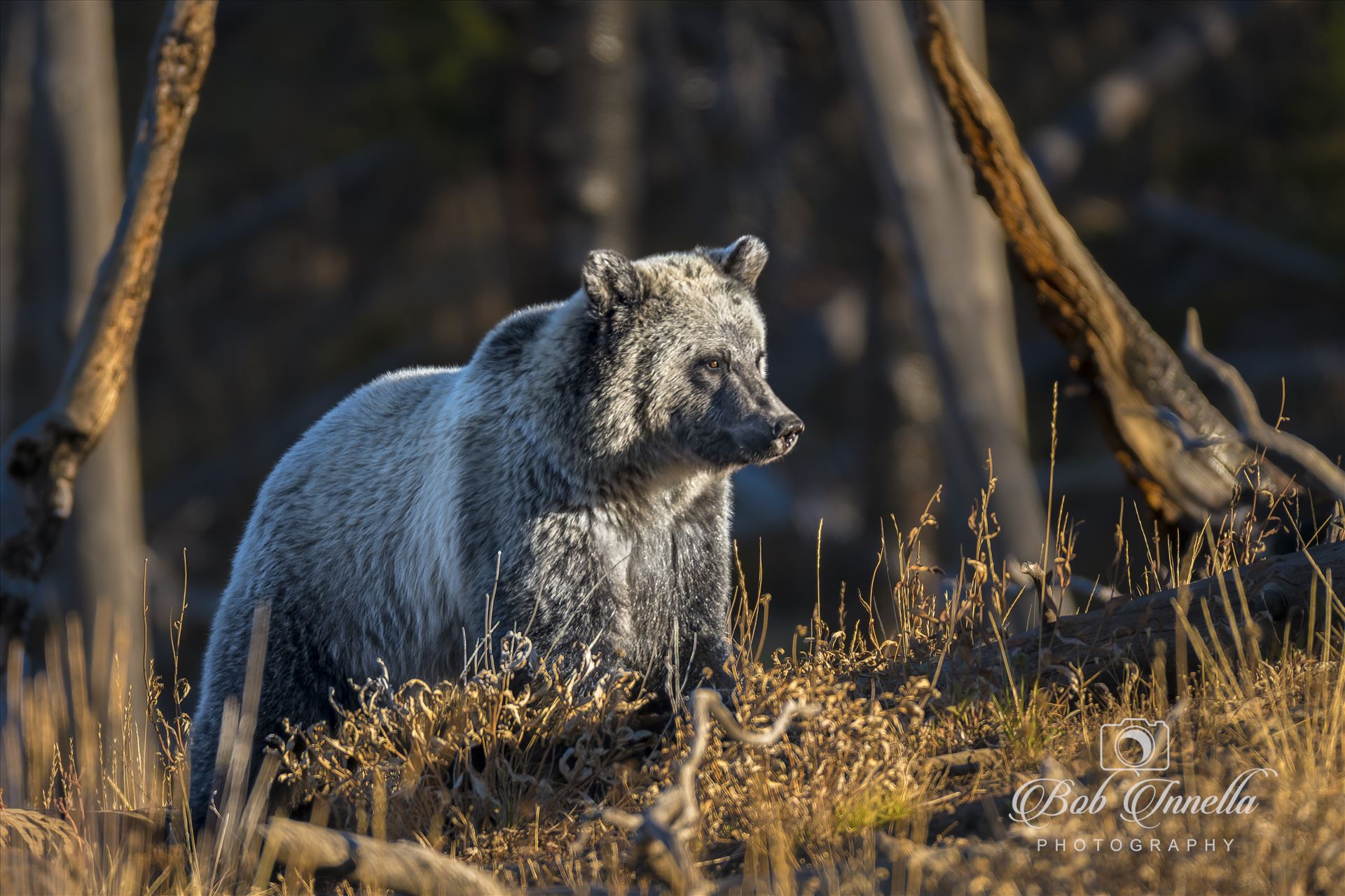 Grizzly Bear Sow  by Buckmaster