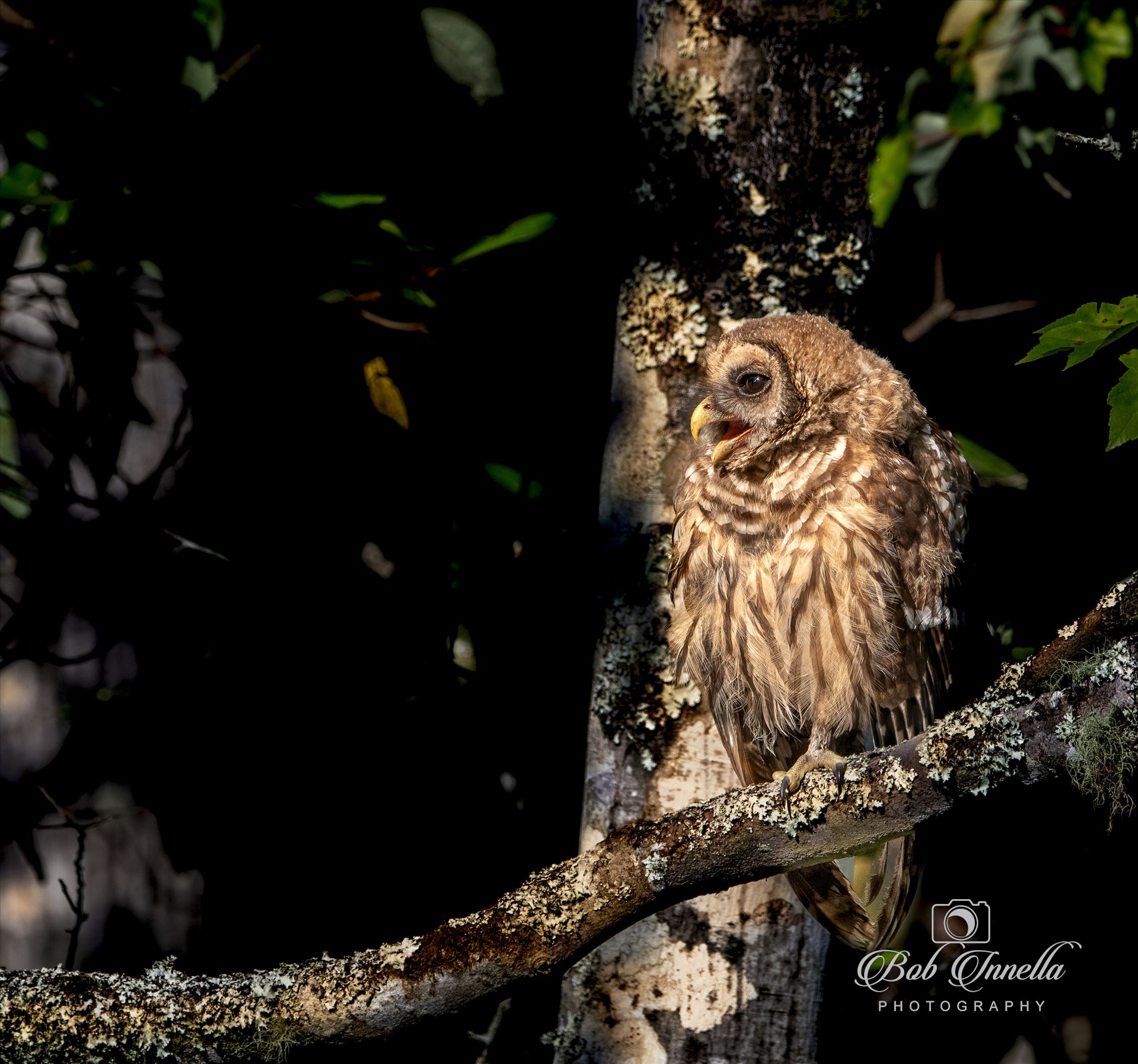 Juvenile Barred Owl In Morning Light 2023 North Carolina by Buckmaster
