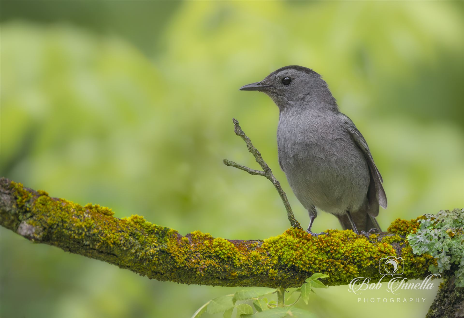 Catbird  by Buckmaster