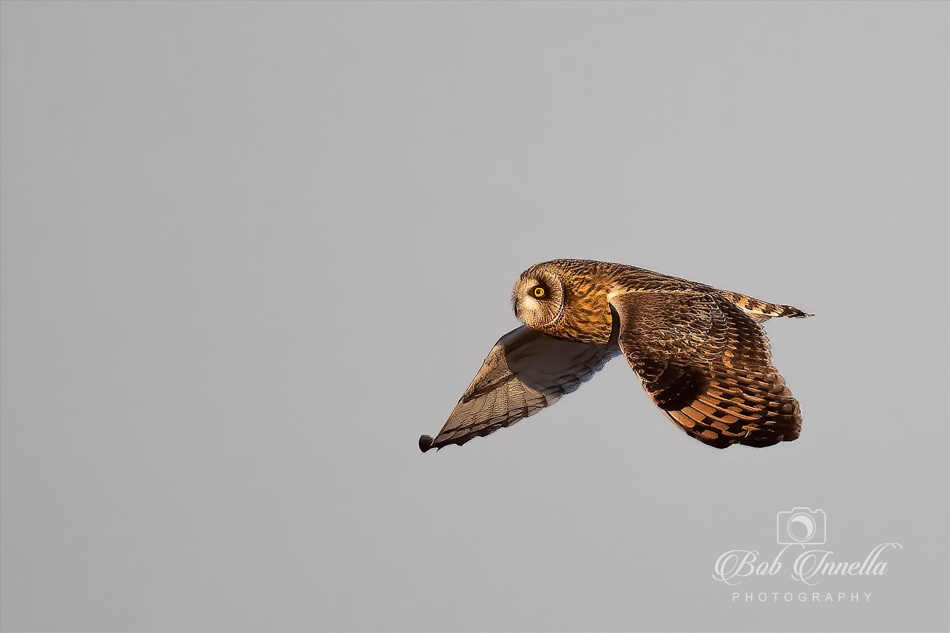 Short Ear Owl In Flight  by Buckmaster